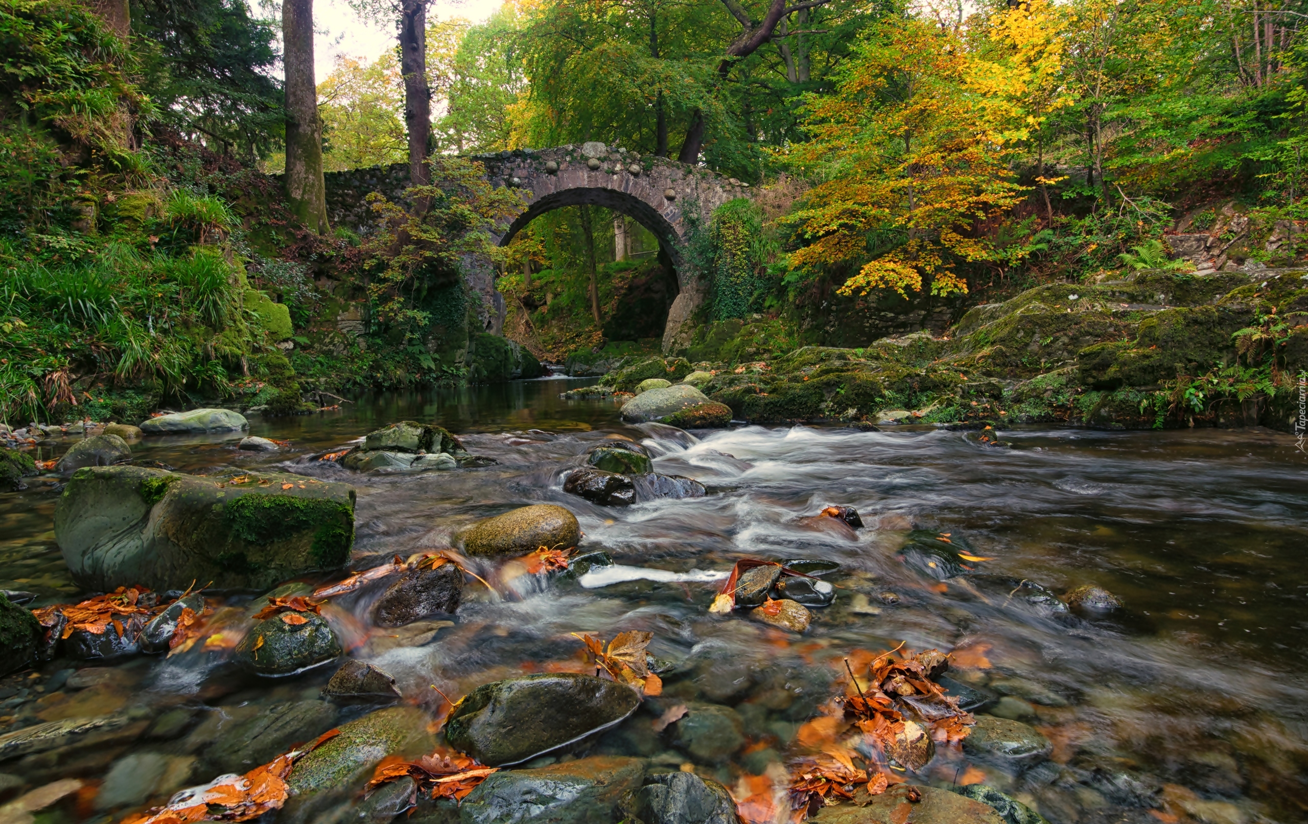 Irlandia Północna, Tollymore Forest Park, Most Foleys Bridge, Rzeka Shimna, Kamienie, Las, Jesień