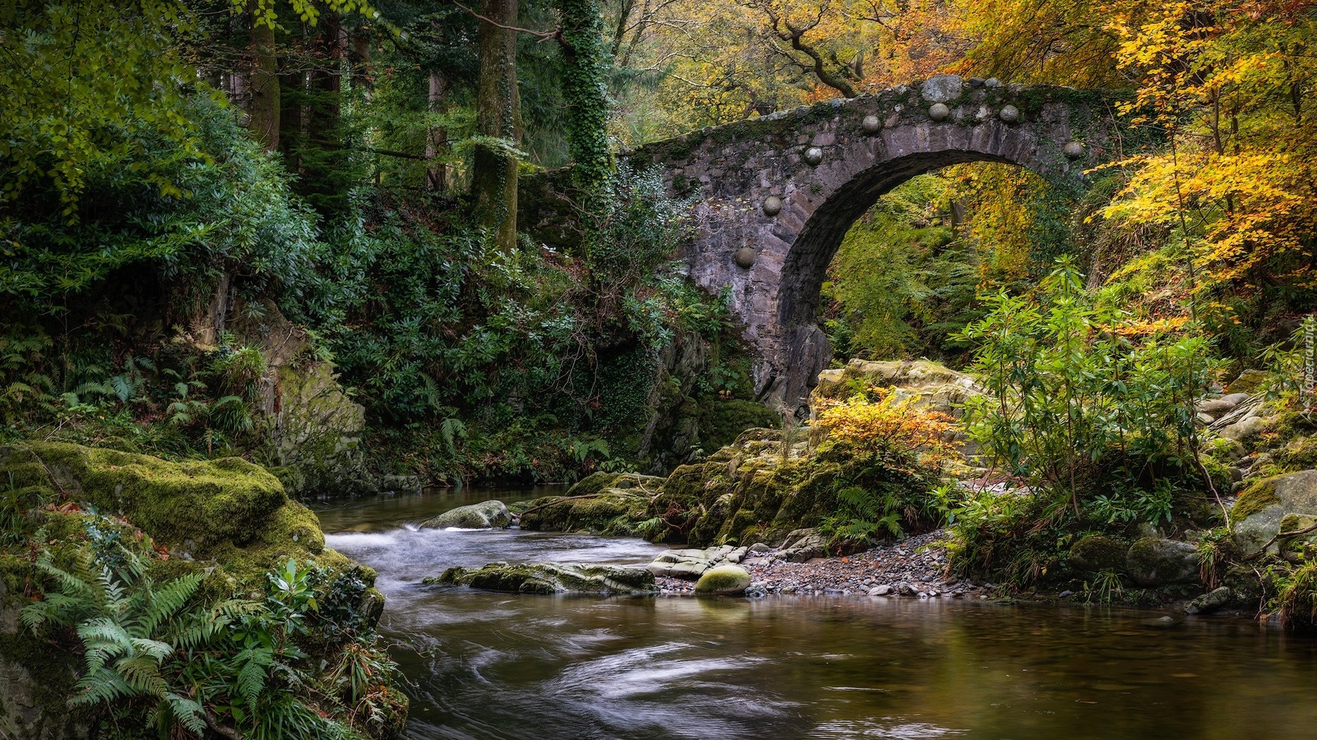 Las, Rzeka, Shimna River, Most, Foleys Bridge, Rośliny, Hrabstwo 
Down, Irlandia Północna