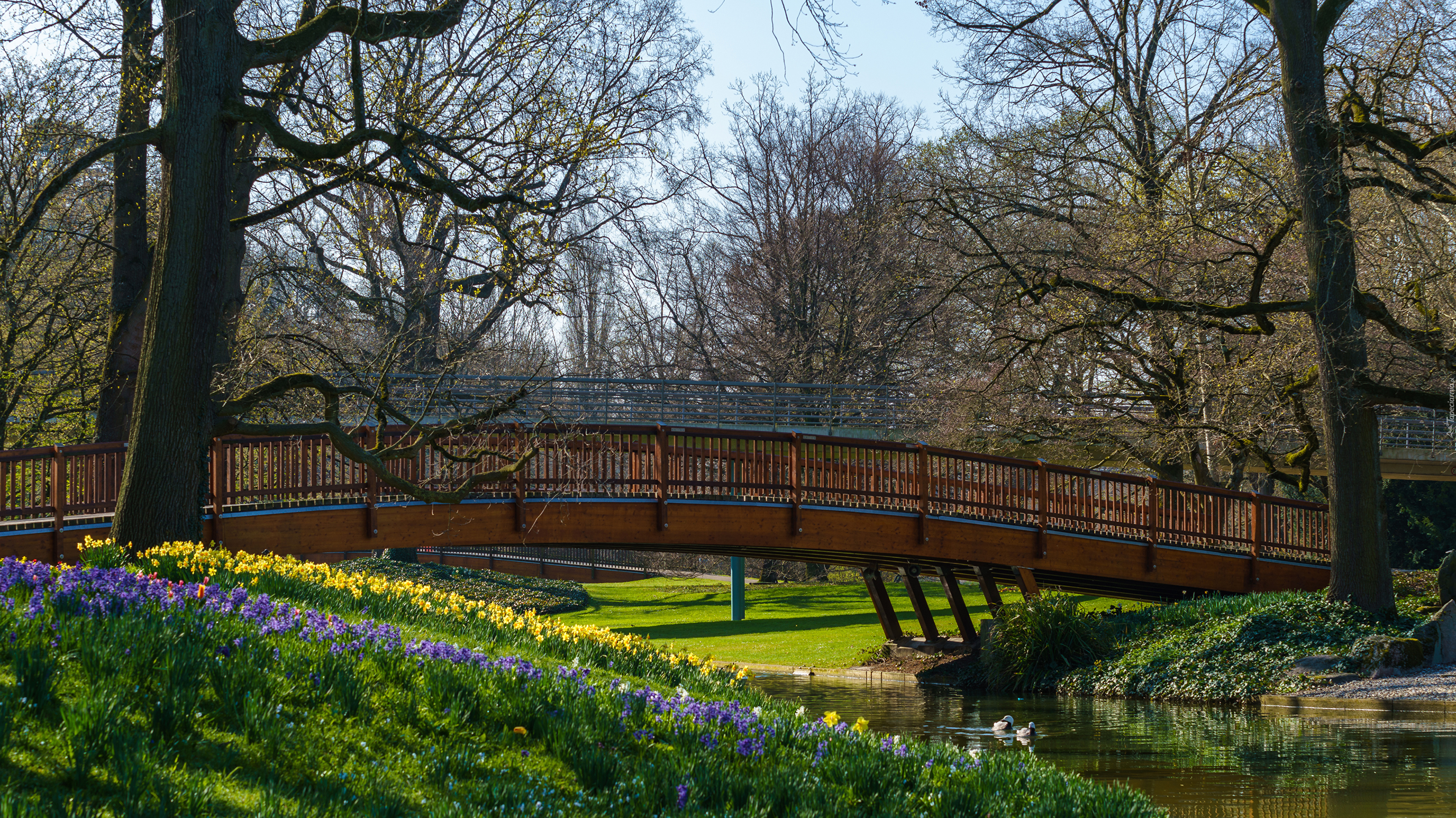 Park, Rzeka, Most, Kwiaty, Kaczki, Drzewa, Wiosna