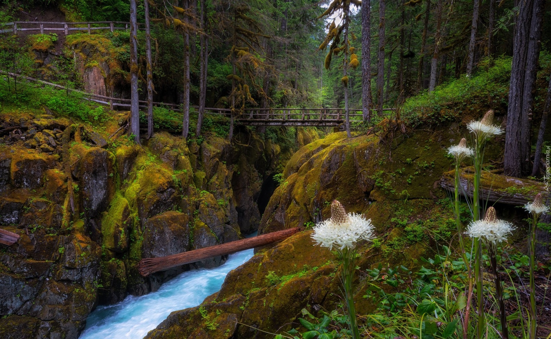 Stany Zjednoczone, Stan Waszyngton, Park Narodowy Mount Rainier, Las, Rzeka, Skały, Mostek