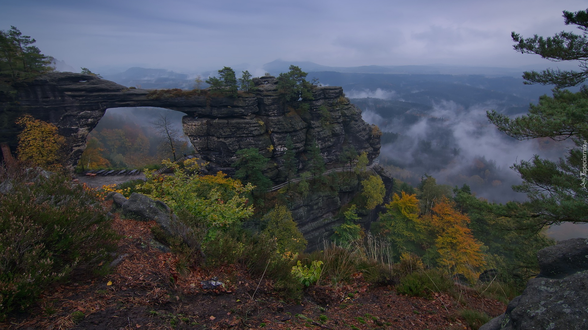 Góry Połabskie, Skała, Most skalny, Brama Pravcicka, Rośliny, Drzewa, Park Narodowy Czeska Szwajcaria, Czechy