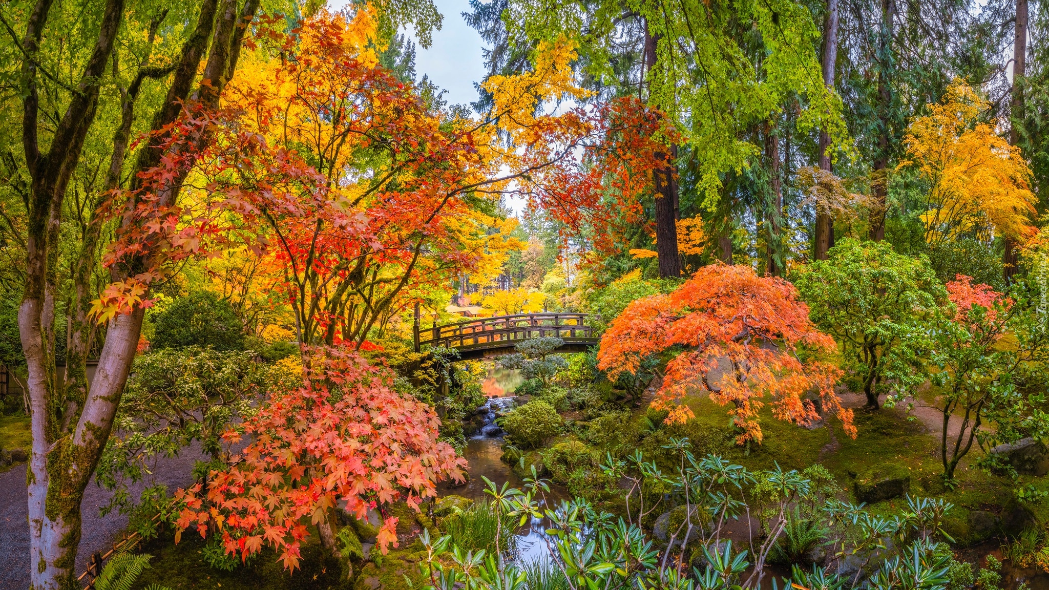 Stany Zjednoczone, Oregon, Portland, Ogród japoński, Jesień, Drzewa, Roślinność, Kolorowa, Mostek