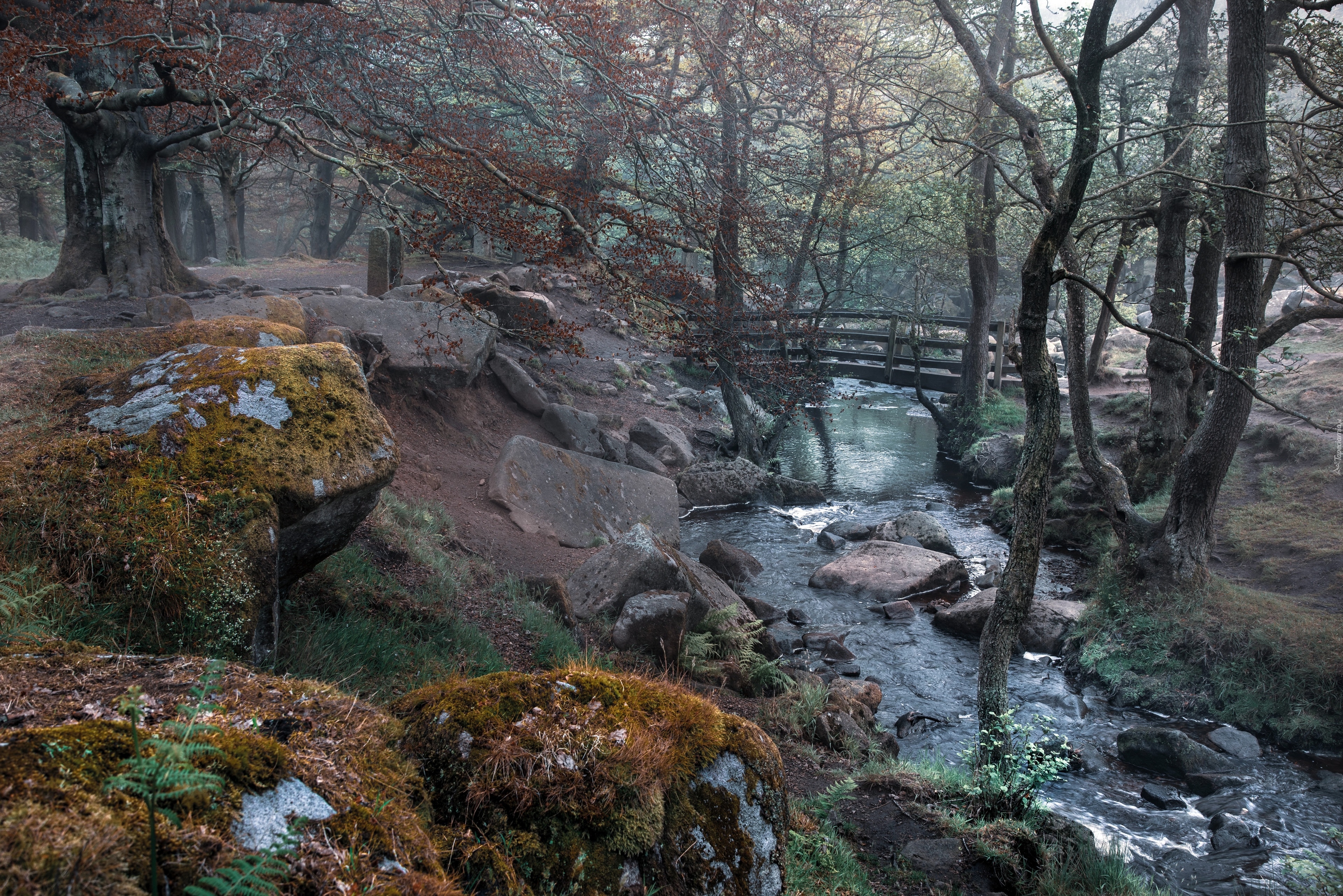 Mostek, Rzeka Burbage Brook, Drzewa, Kamienie, Grindleford, Hrabstwo Derbyshire, Anglia