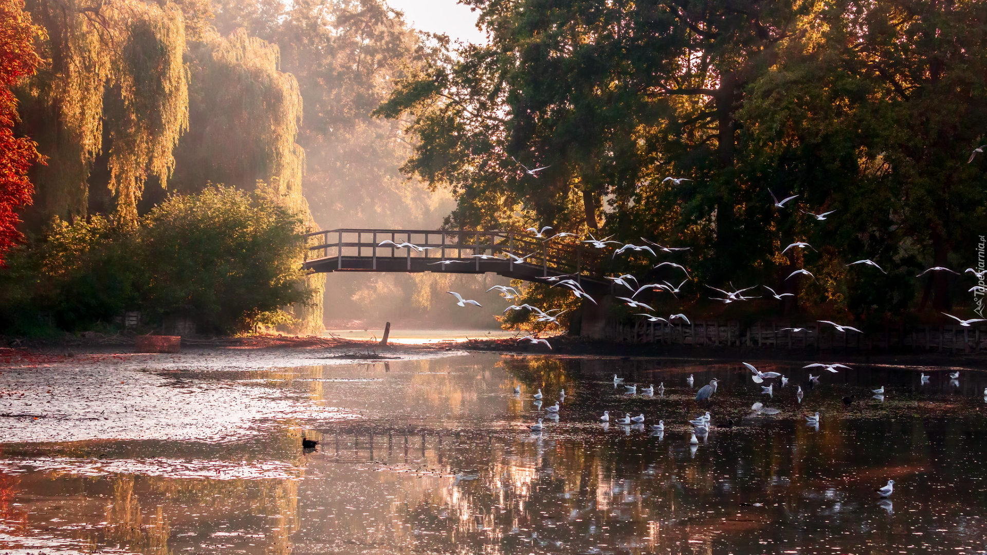 Park, Staw, Drzewa, Mostek, Ptaki, Jesień