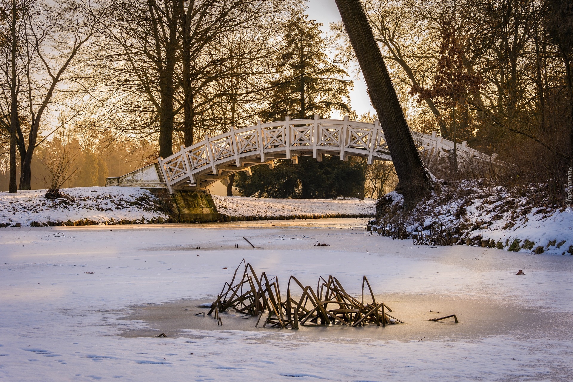 Zima, Park Worlitz, Saksonia-Anhalt, Niemcy, Drzewa, Zaśnieżony, Staw, Mostek