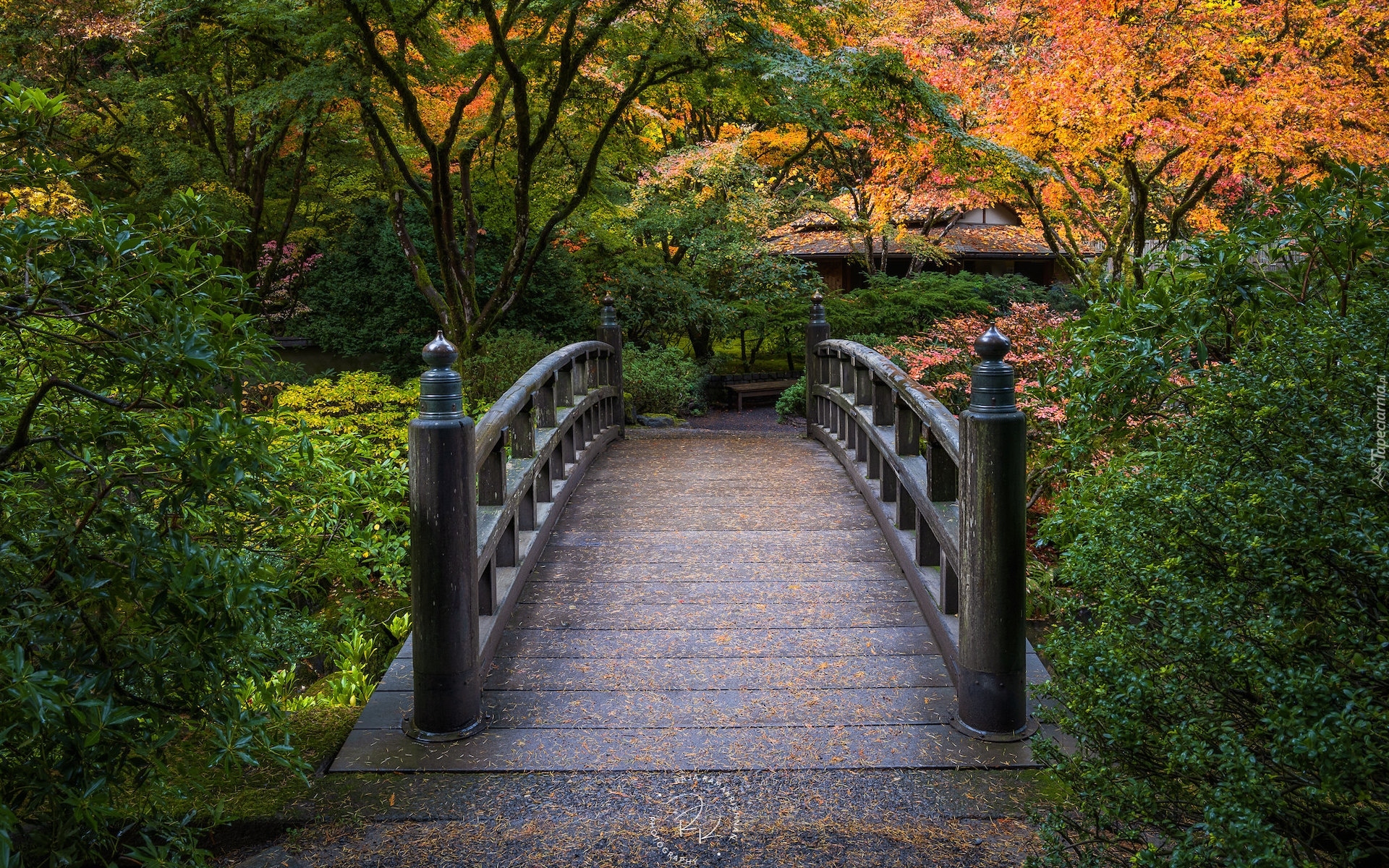 Ogród japoński, Drzewa, Krzewy, Jesień, Portland Japanese Garden, Portland, Oregon, Stany Zjednoczone, Mostek