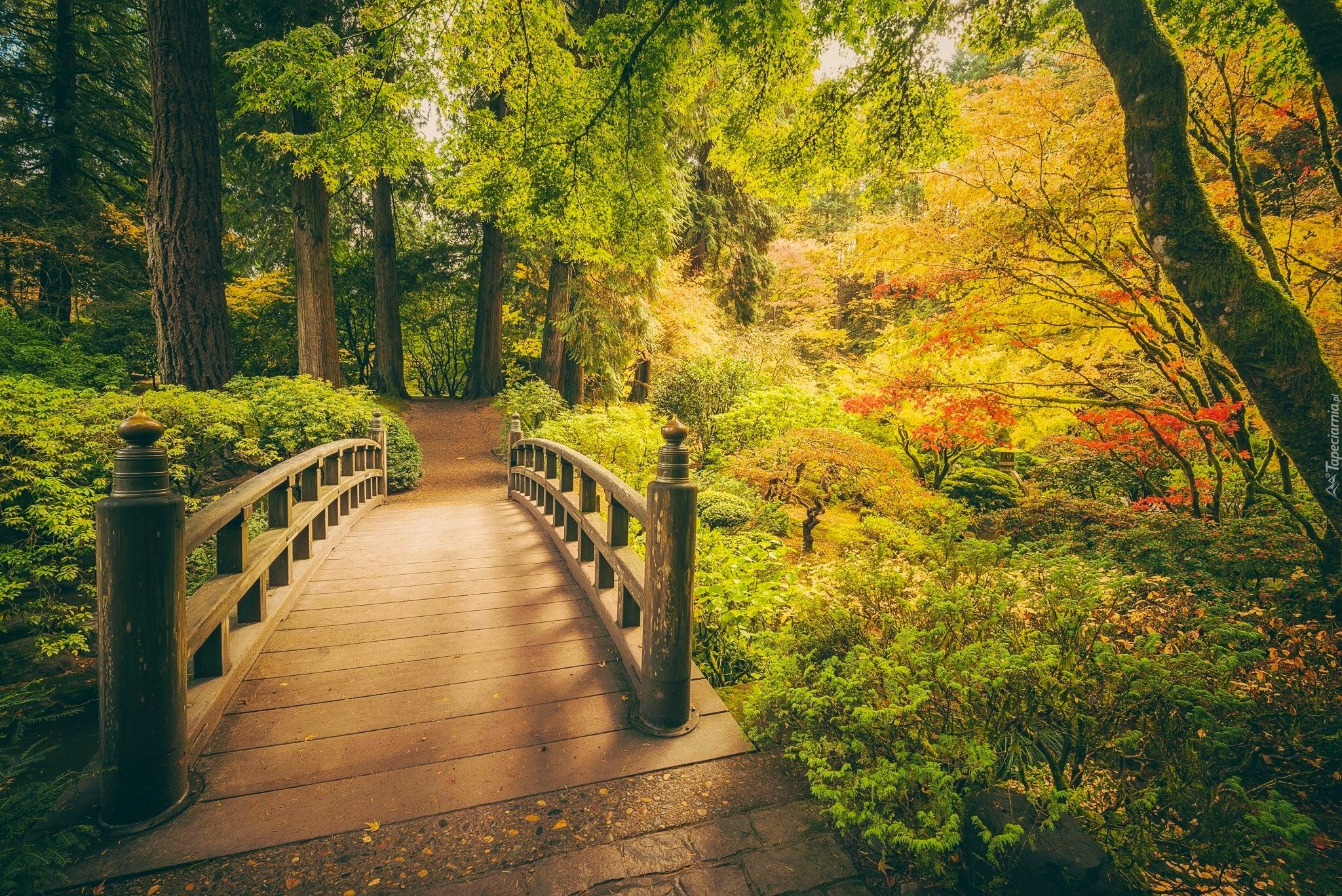 Jesień, Drzewa, Park, Most, Ogród japoński, Zieleń, Oregon, Portland, Stany Zjednoczone