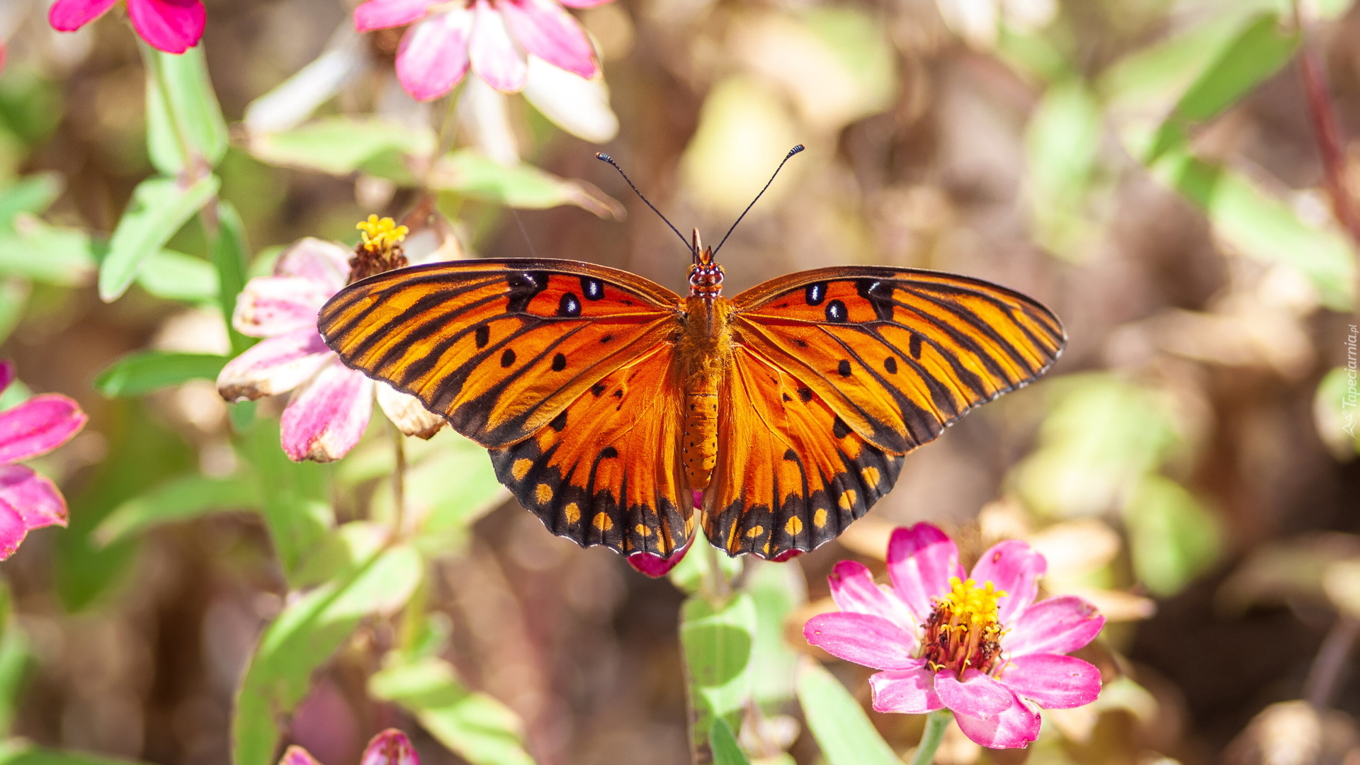 Motyl, Agraulis vanillae, Kwiaty