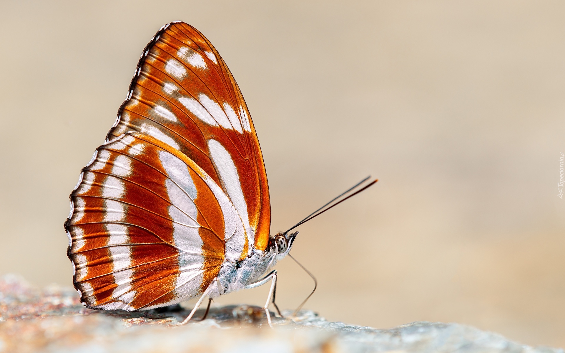 Motyl, Brązowo-biały, Athyma fortuna, Kamień, Rozmycie