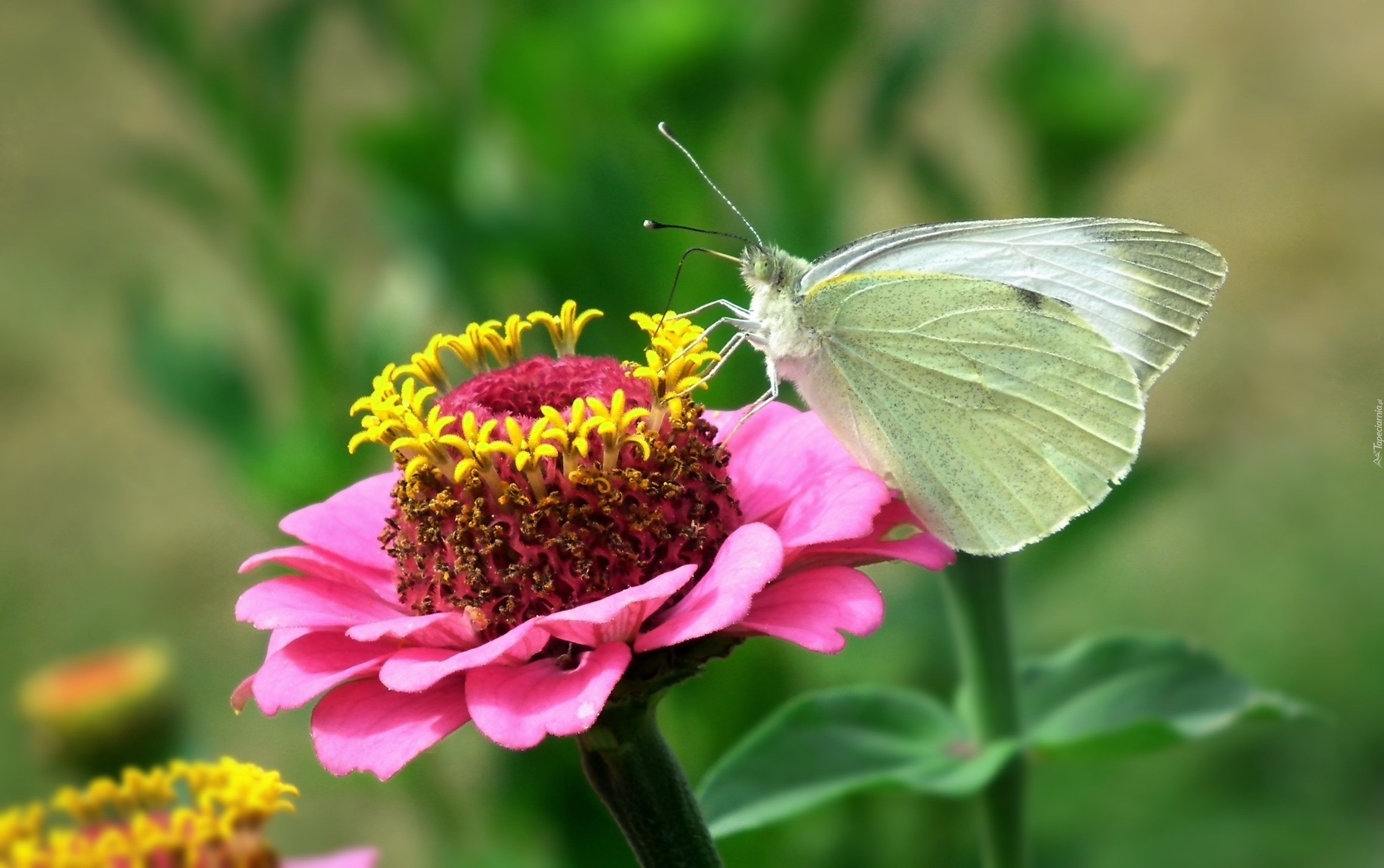 Motyl, Bielinek, Kwiat, Cynia, Różowa