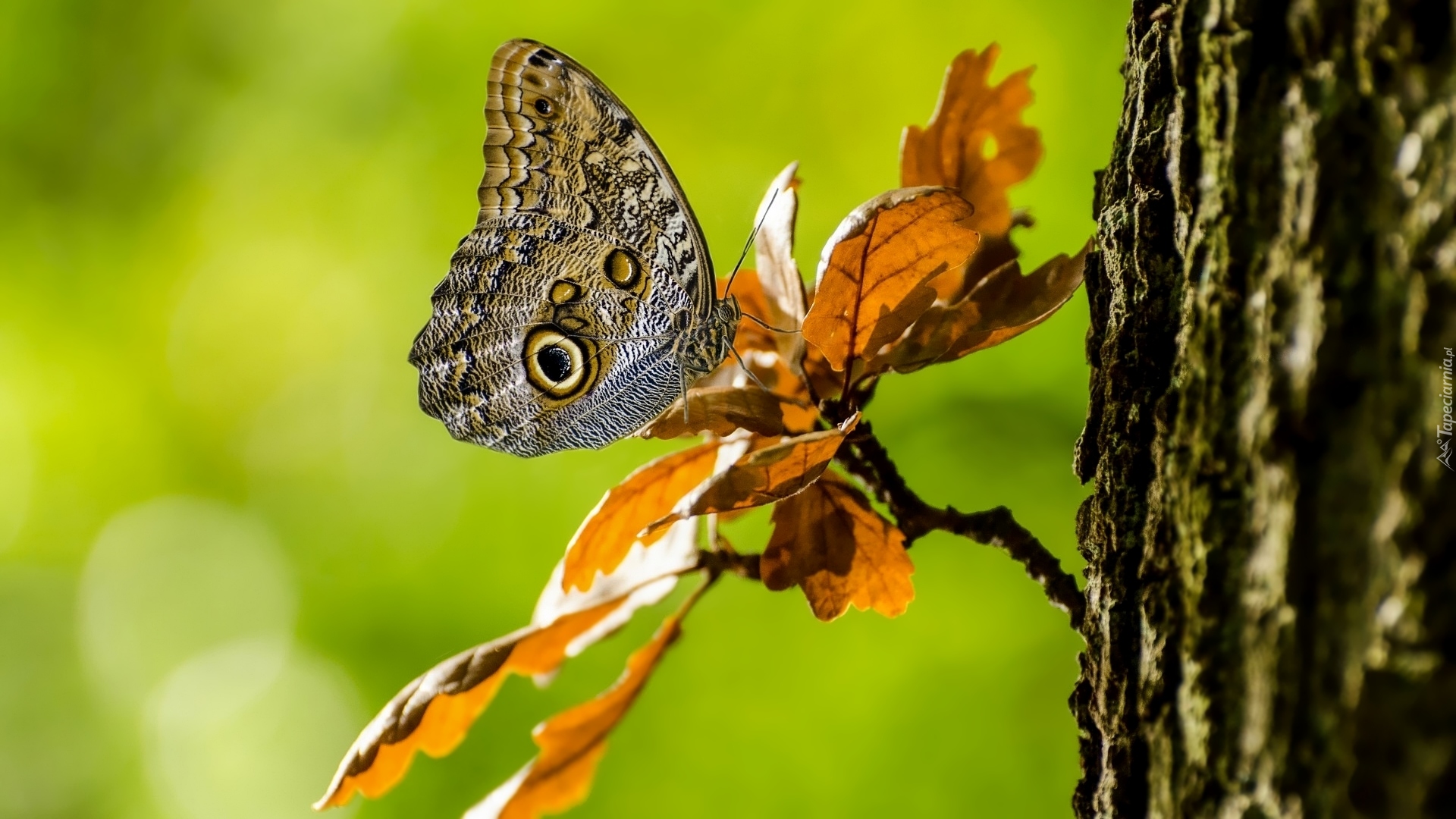 Motyl, Caligo eurilochus, Gałązka, Liście