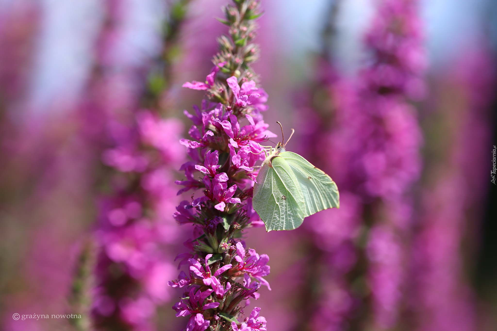 Motyl, Latolistek cytrynek, Różowe, Kwiaty