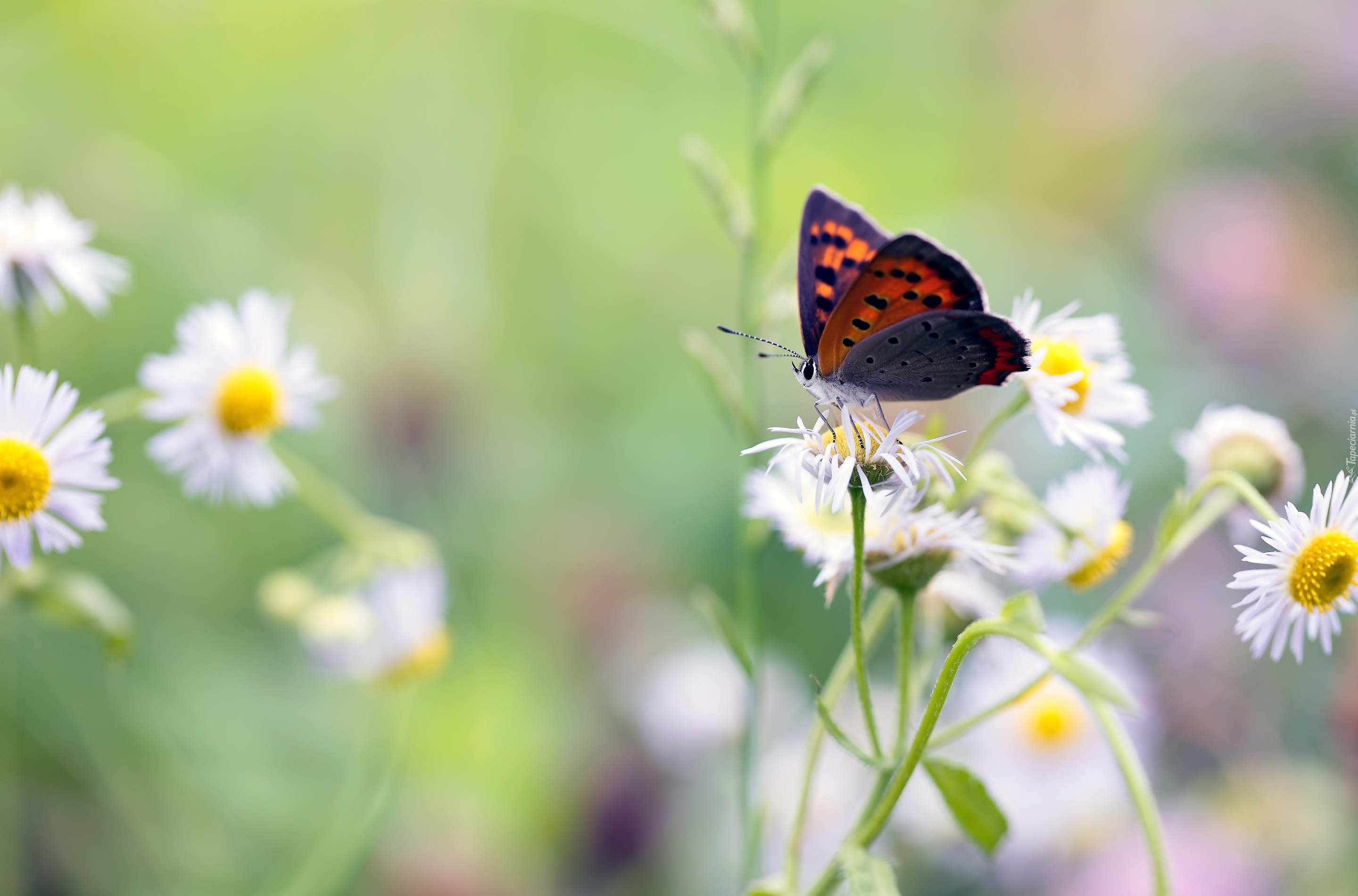 Motyl, Czerwończyk nieparek, Przymiotno białe