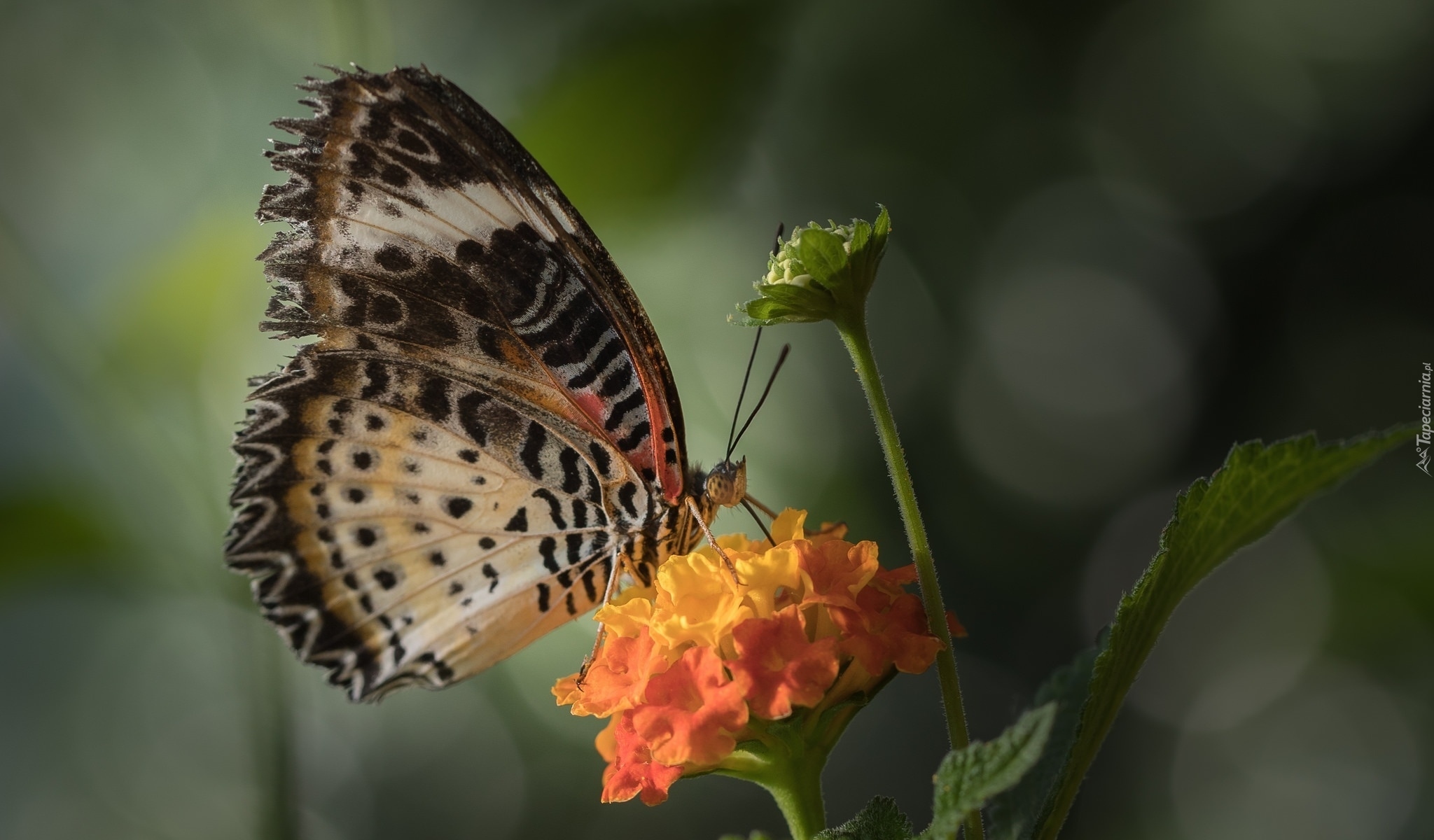 Motyl, Euthalia lubentina, Pomarańczowy, Kwiat