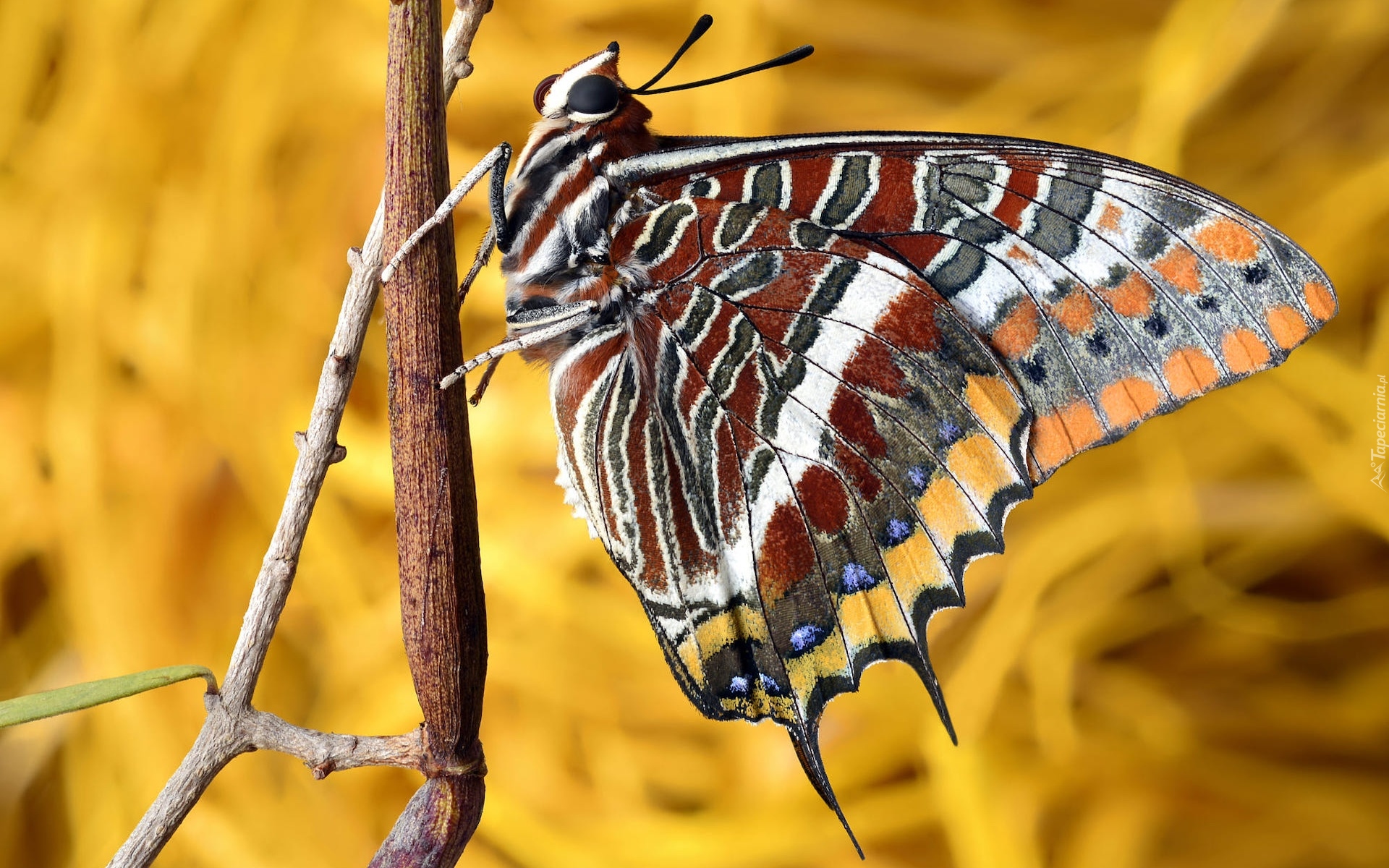 Motyl, Foxy emperor, Patyk