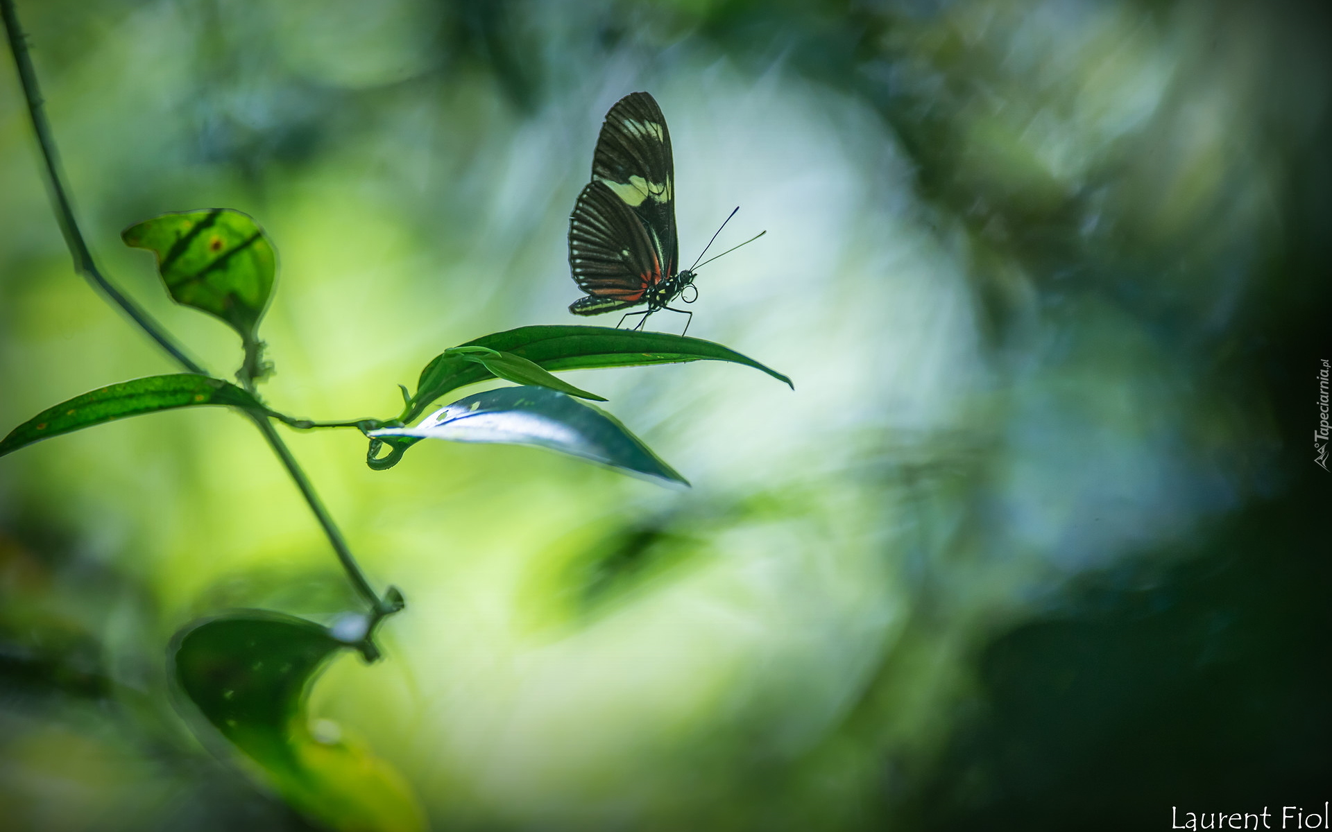 Egzotyczny, Motyl, Heliconius hortense, Gałązka, Liście