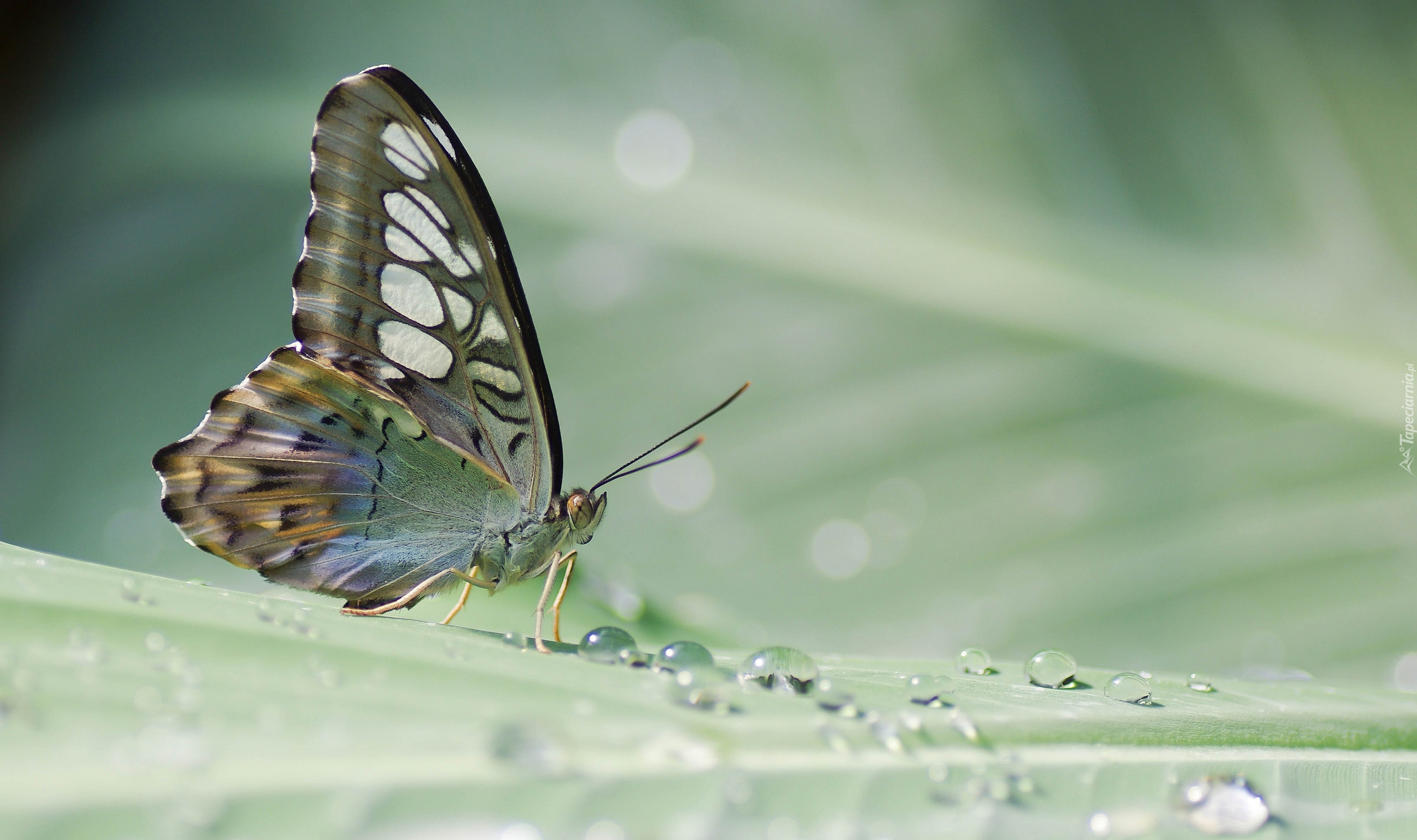 Motyl, Krople