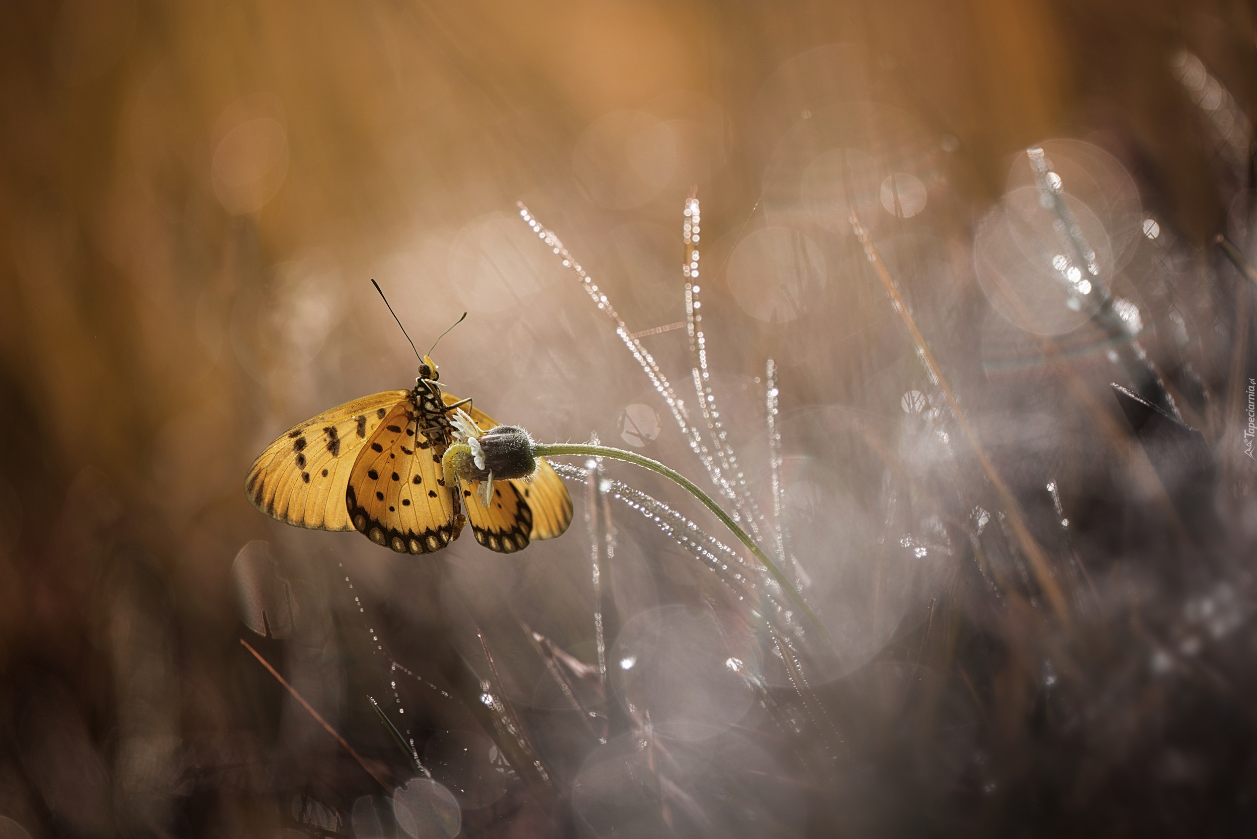 Motyl, Kwiatek, Bokeh, Trawa