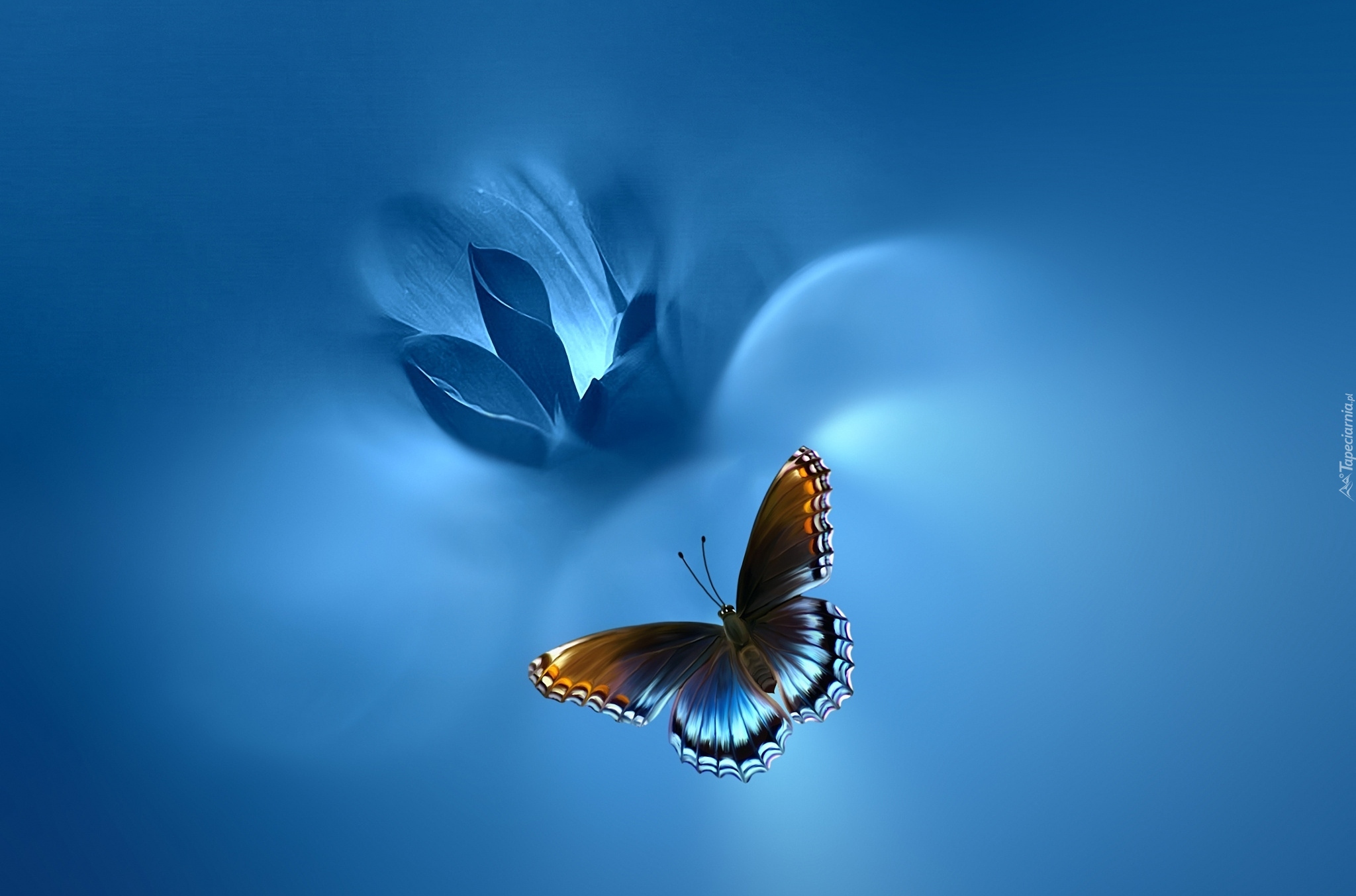 Словно бабочек легкая. Бабочки на голубом фоне. Синяя бабочка. Красивая голубая бабочка. Бабочка в полете.