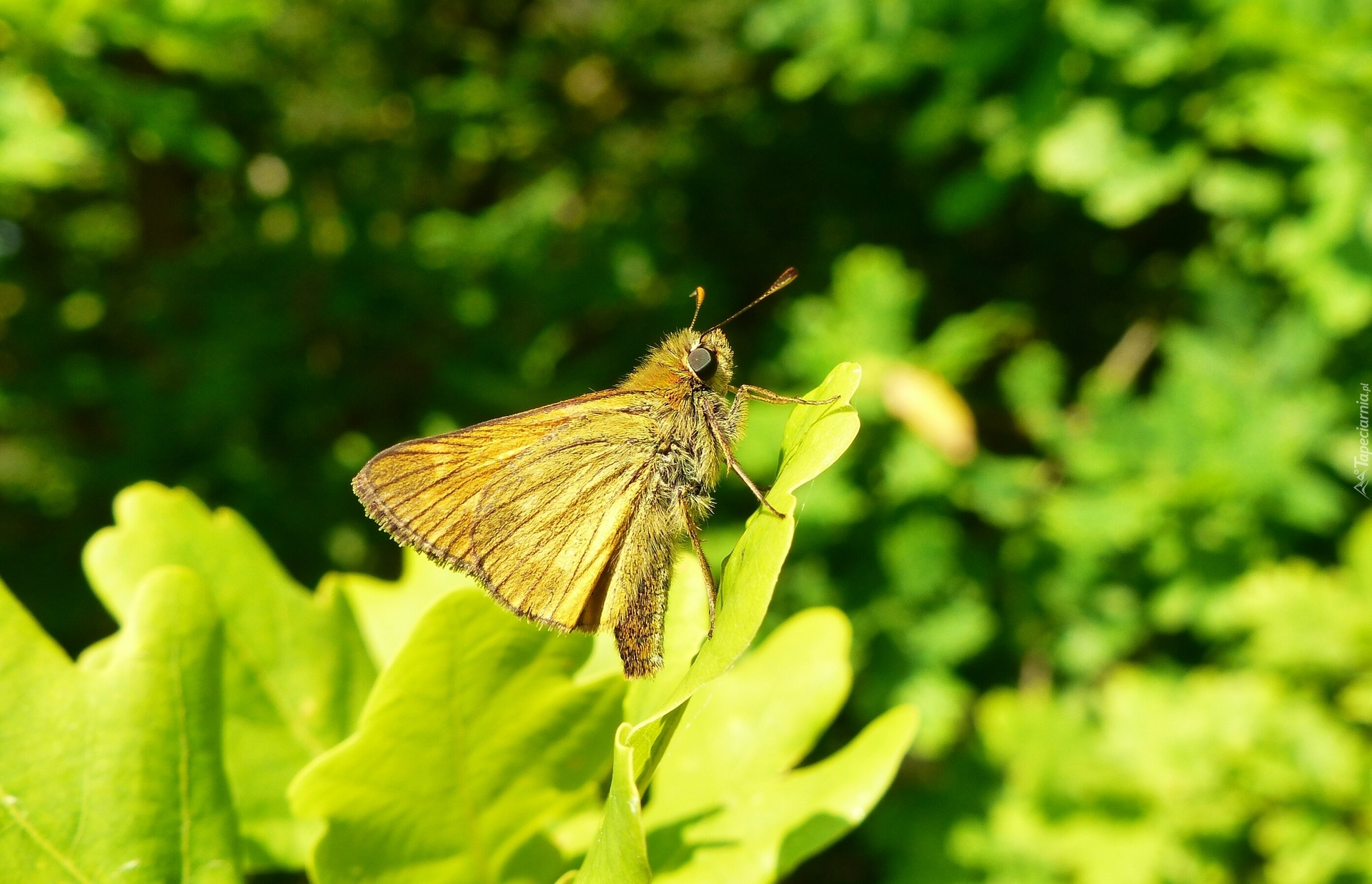 Motyl, Karłątek kniejnik