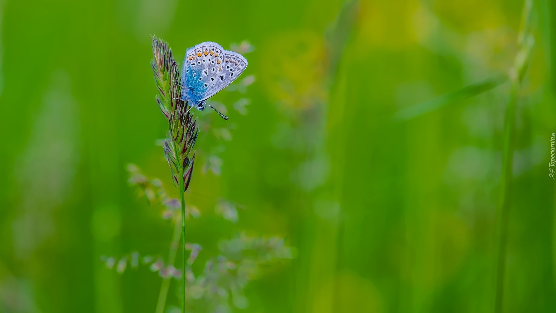 Motyl, Modraszek ikar, Źdźbło, Trawa, Zielone, Tło