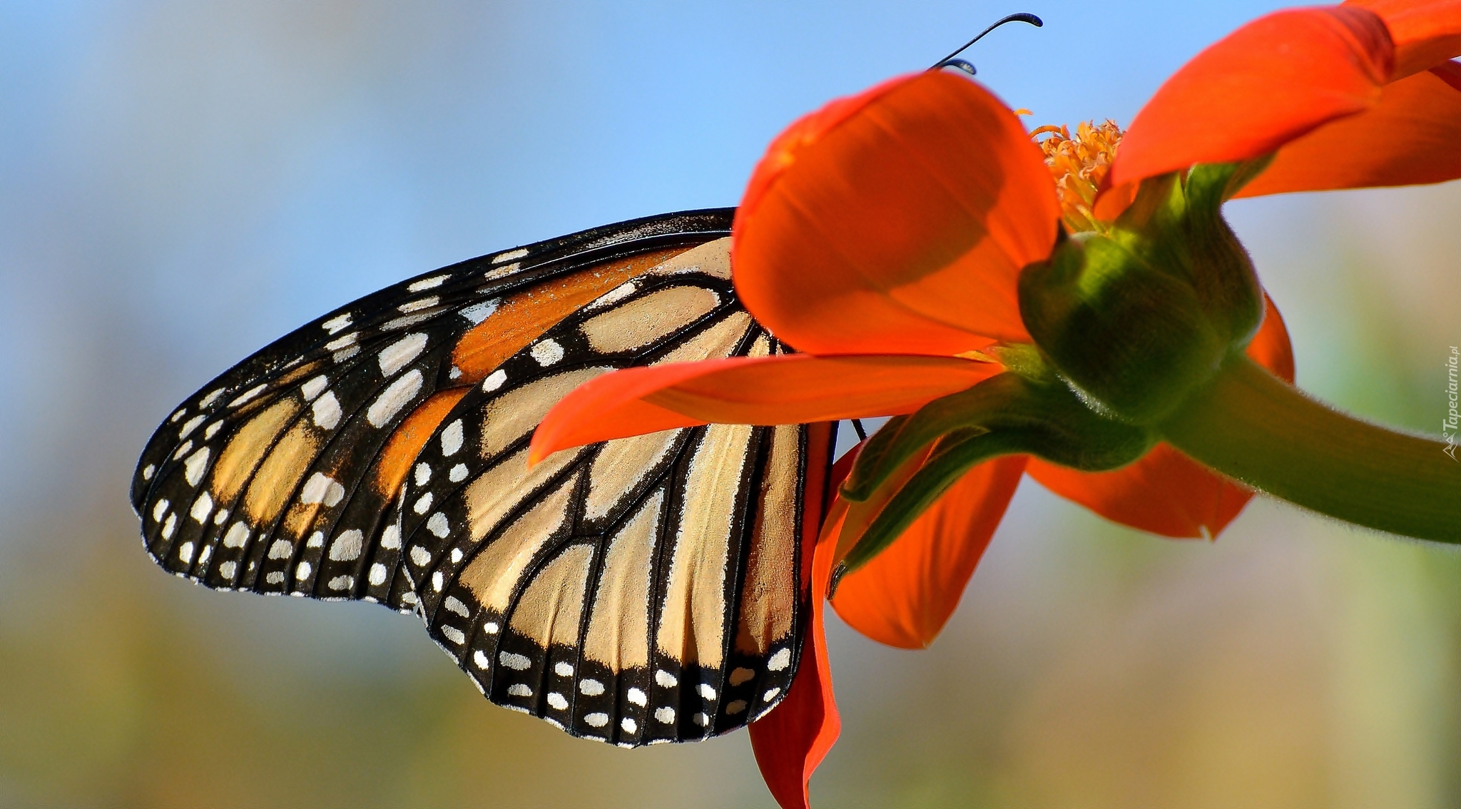 Motyl monarch, Czerwony, Kwiat