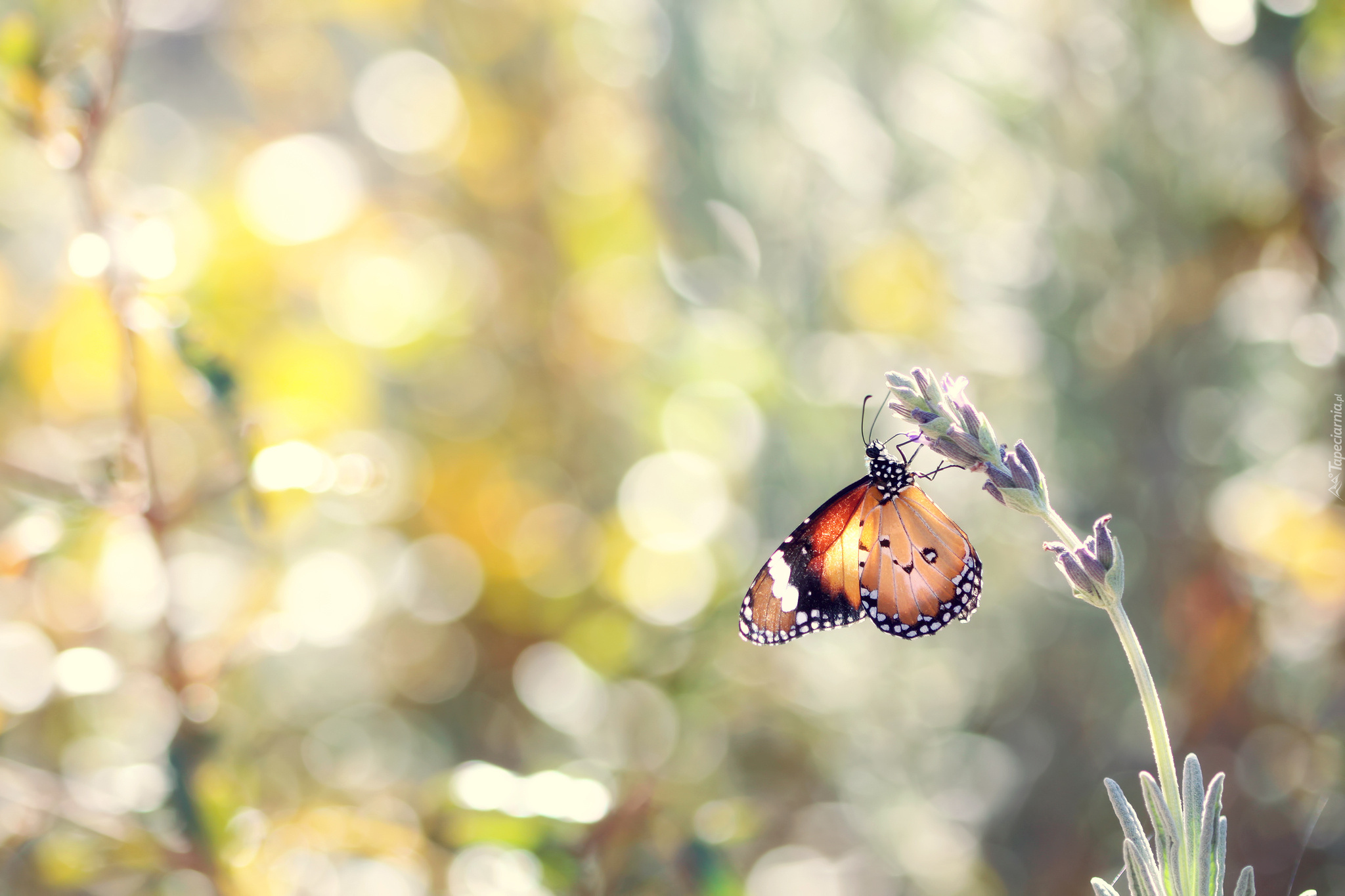 Motyl monarcha, Lawenda, Rozmyte, Tło, Bokeh