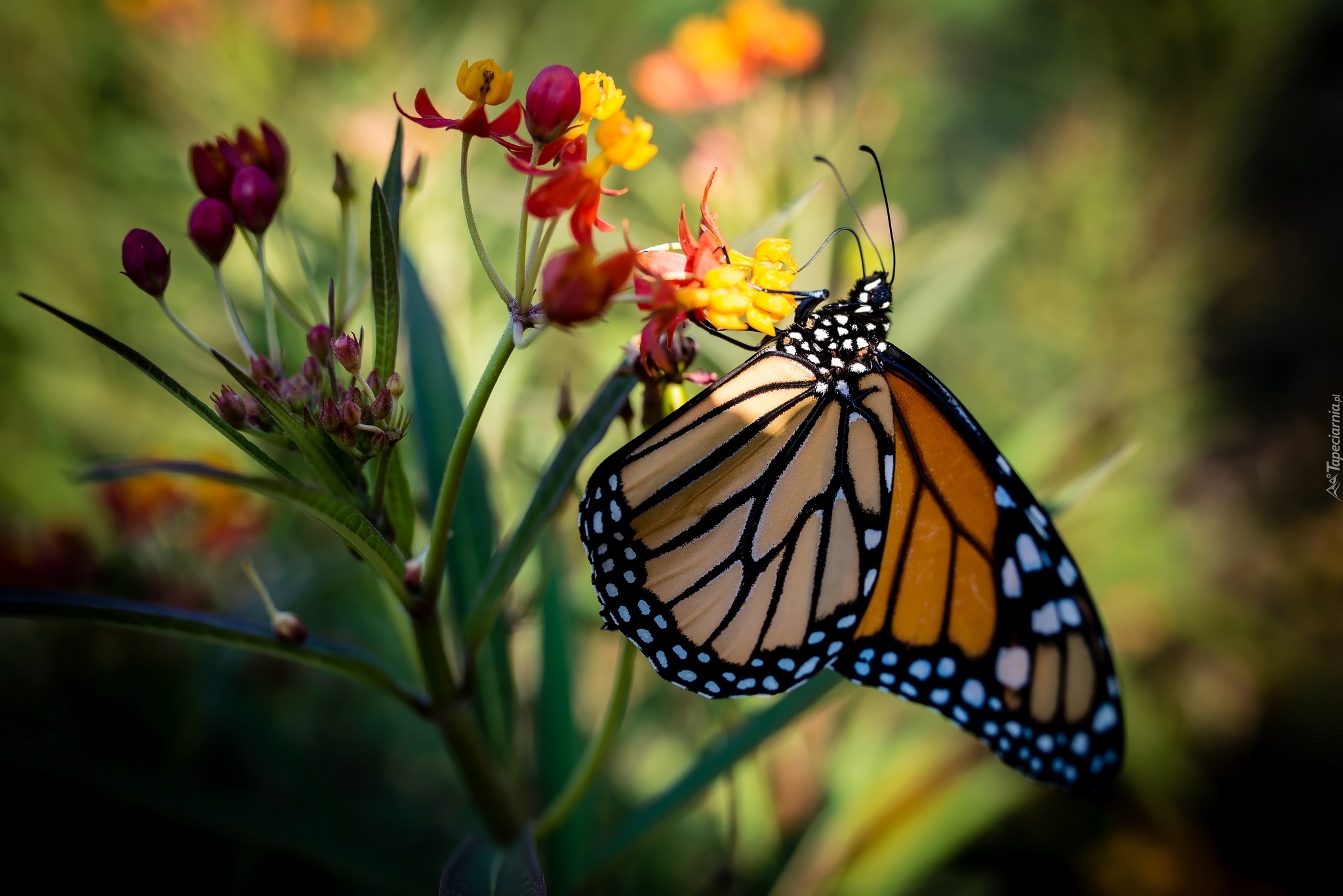 Motyl monarcha, Danaid wędrowny, Kwiat