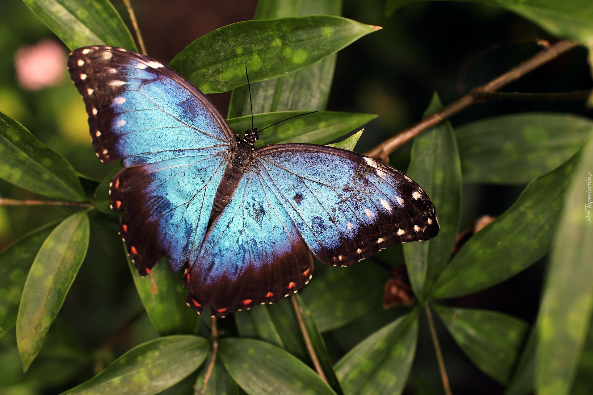 Niebiesko-czarny, Motyl, Morpho peleides, Liście