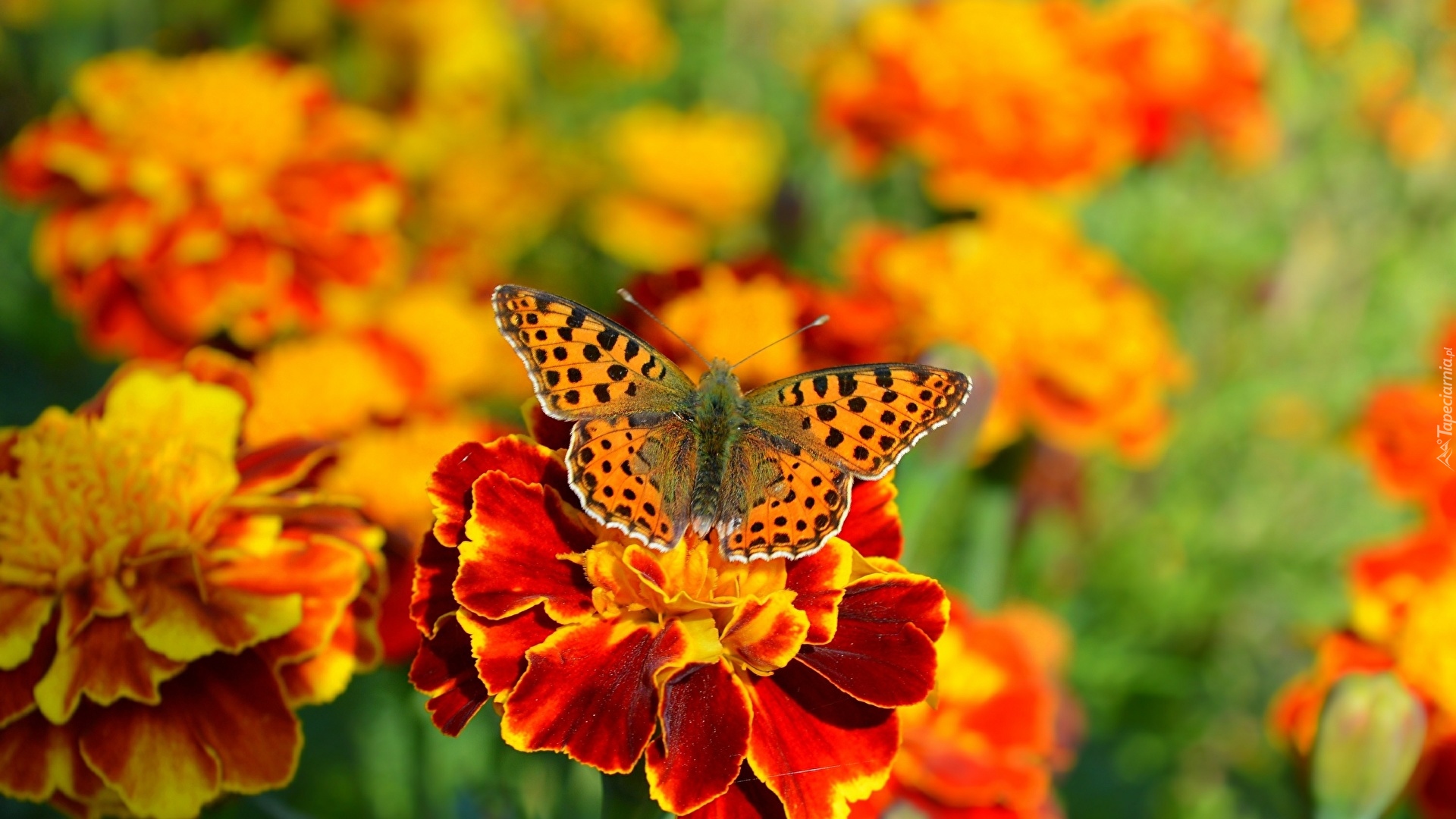 Kwiat, Aksamitka, Motyl, Argynnis, Rozmyte tło