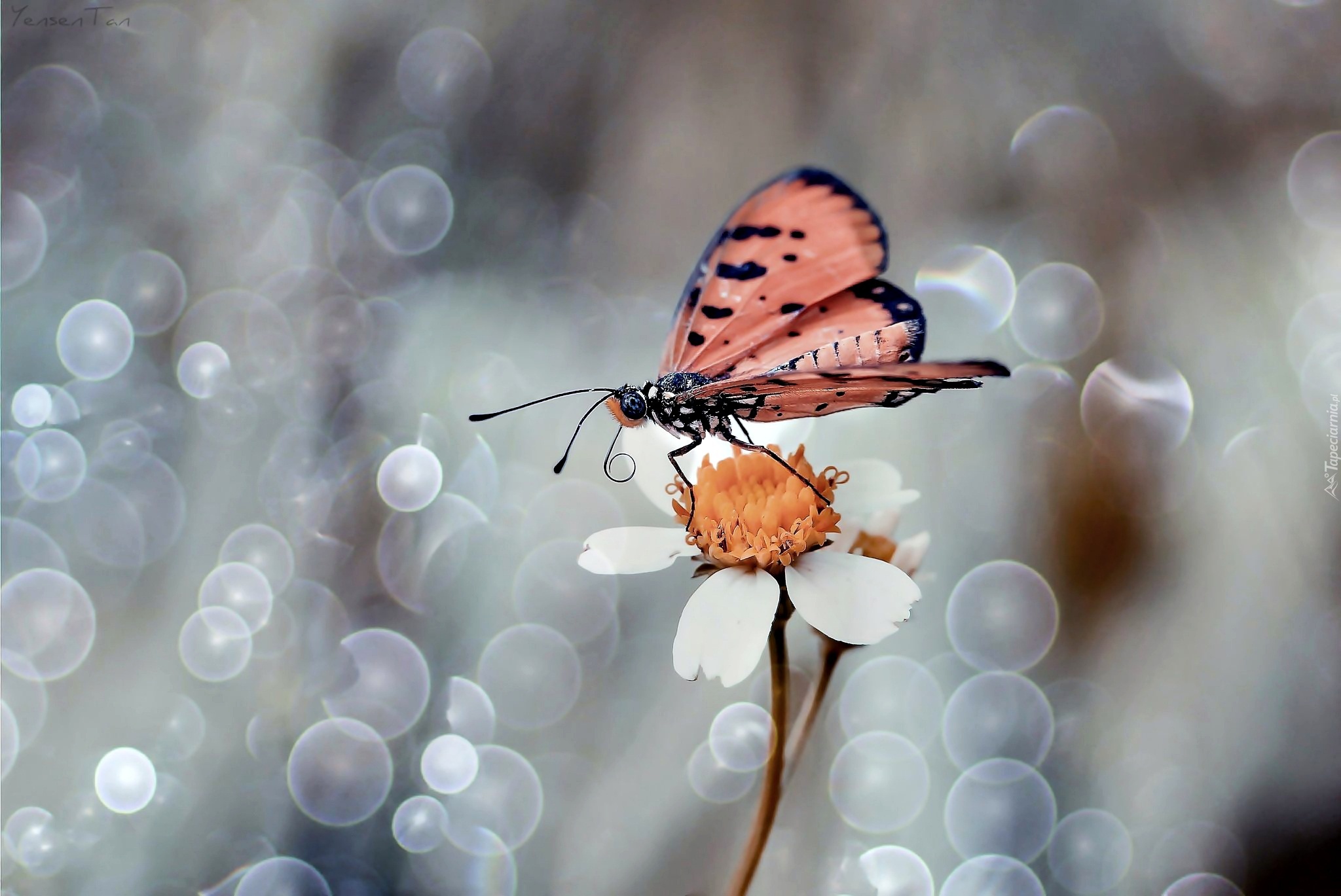 Makro, Biały, Kwiatek, Motyl