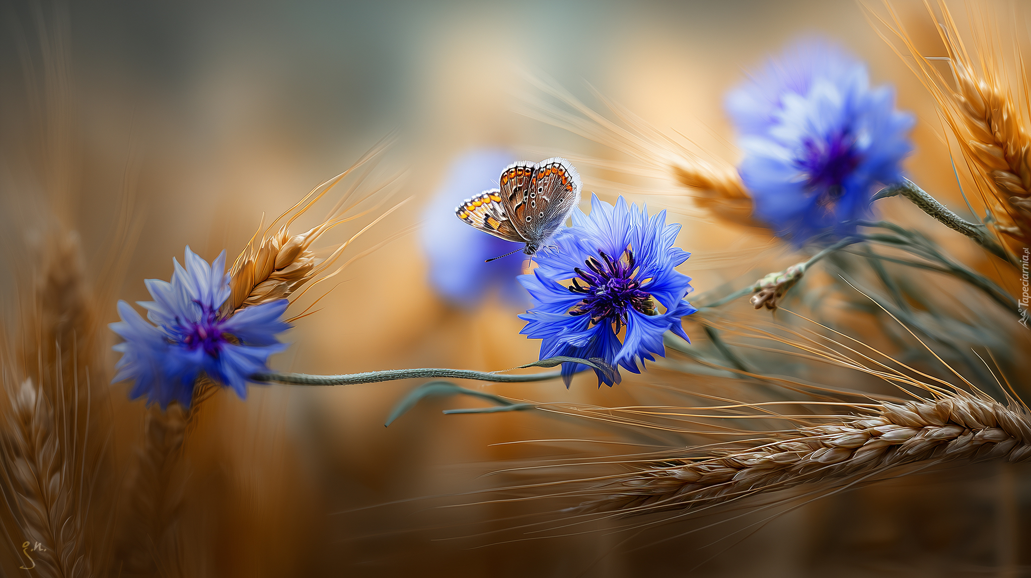 Chabry, Niebieskie, Kwiaty, Zboże, Motyl, Grafika AI