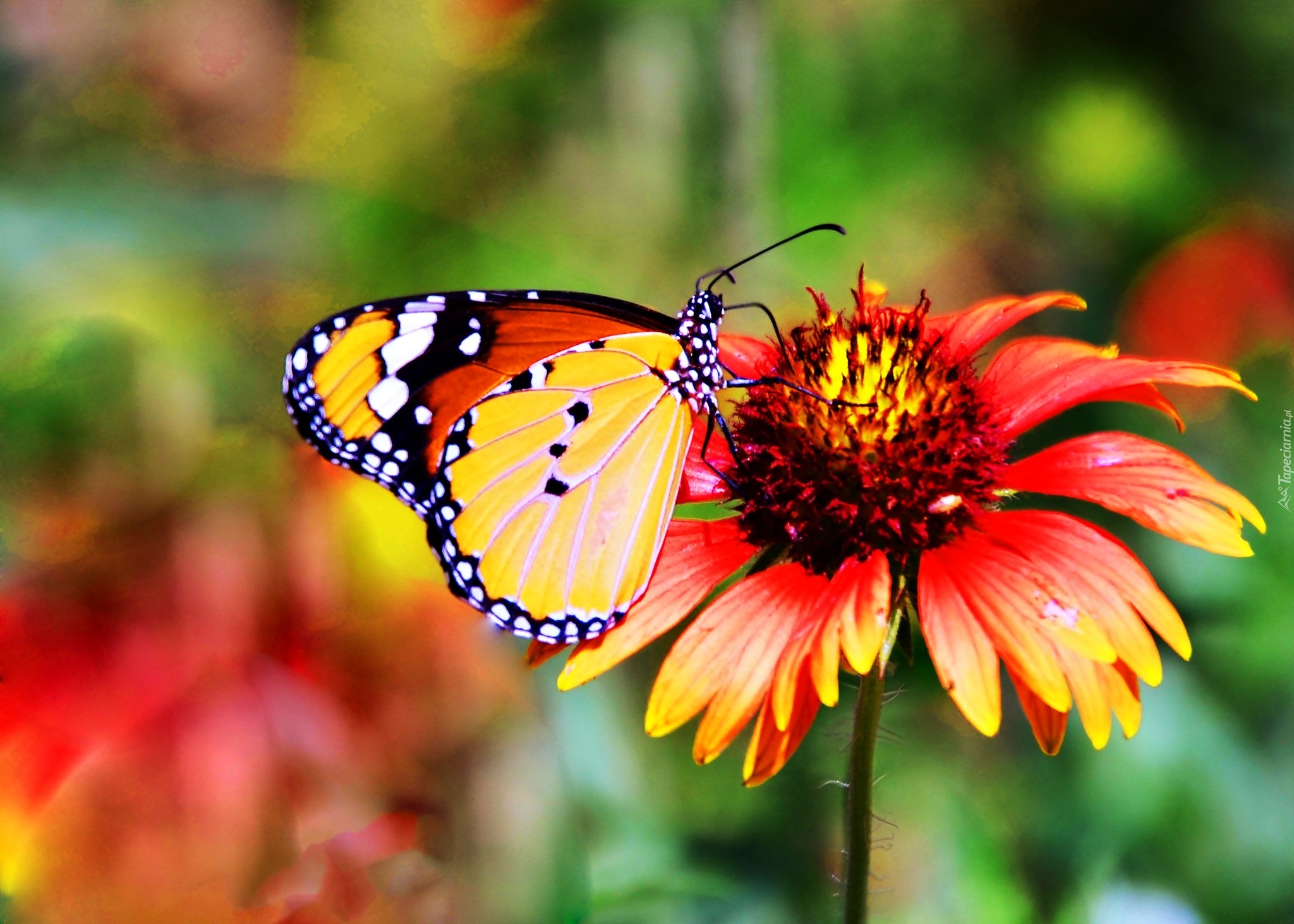 Makro, Motyl, Monarch