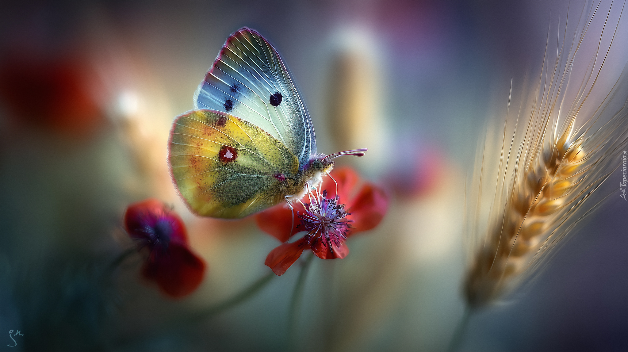 Motyl, Owad, Czerwony, Kwiat, Kłos, Grafika AI