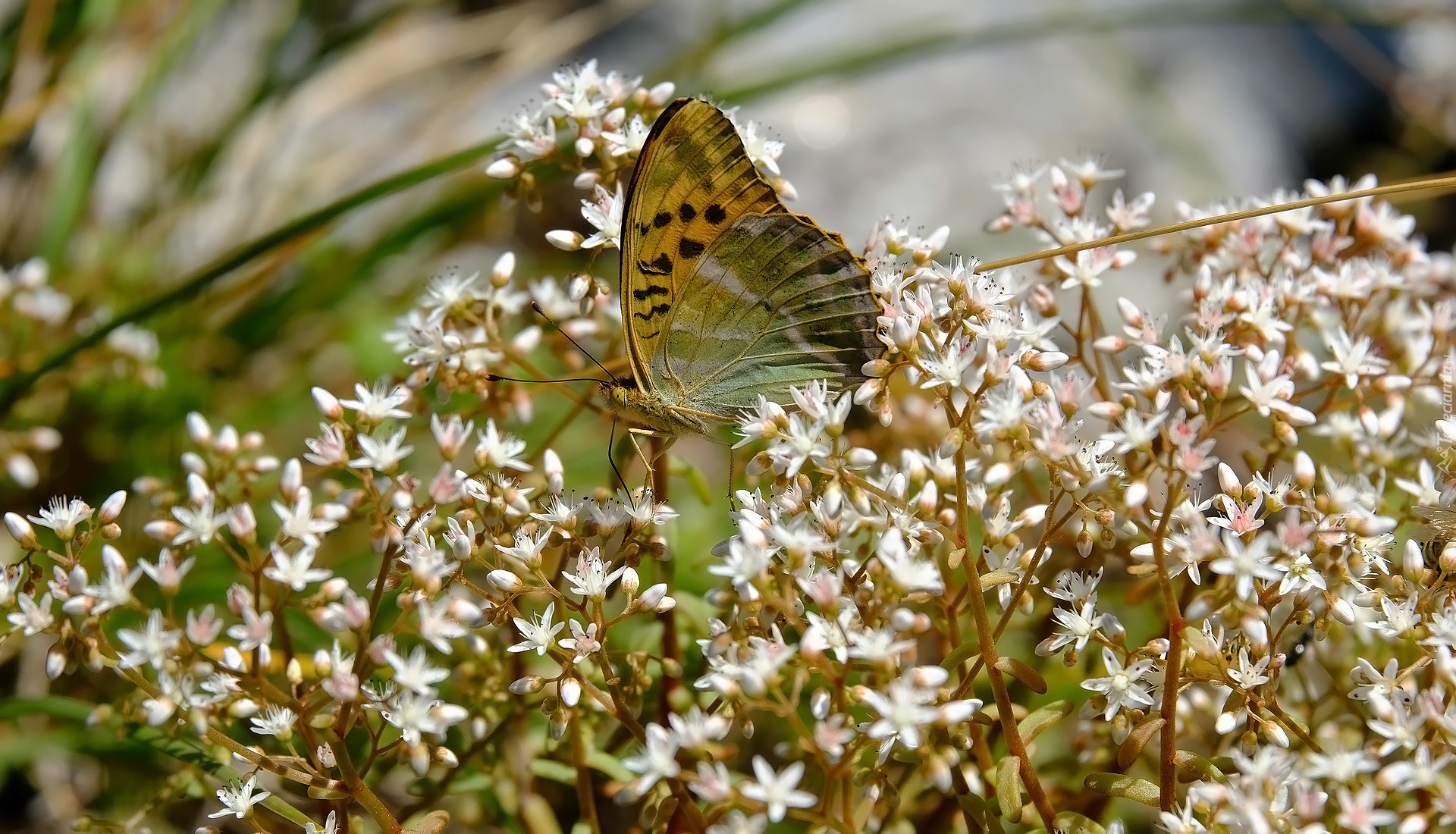 Motyl, Roślina, Białe, Drobne, Kwiaty