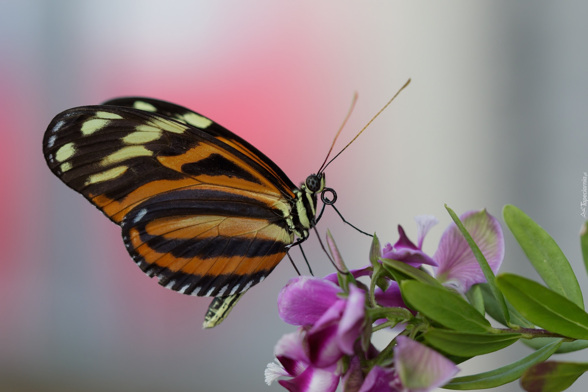 Motyl, Fioletowy, Kwiatek, Makro