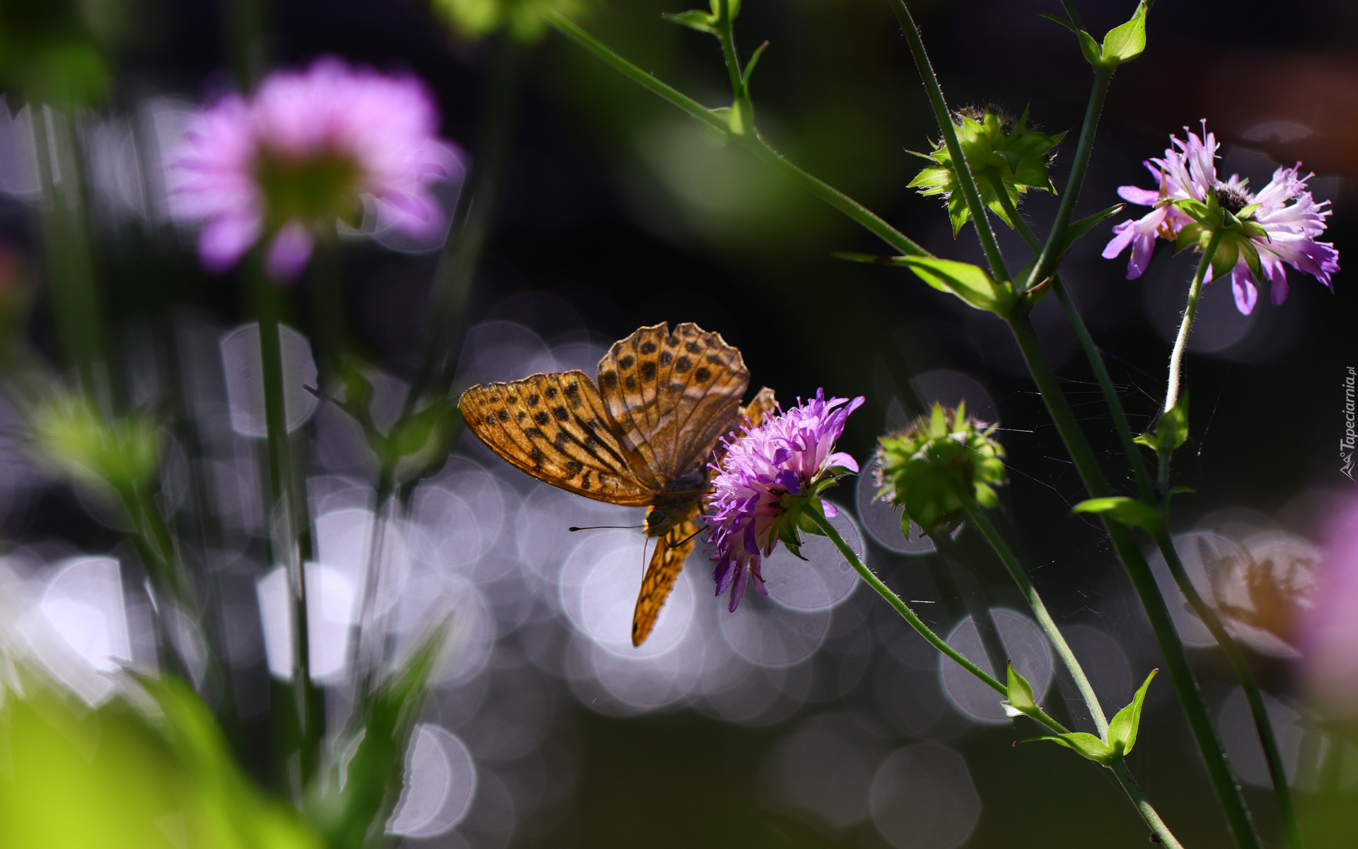 Lato, Kwiaty, Motyl, Bokeh