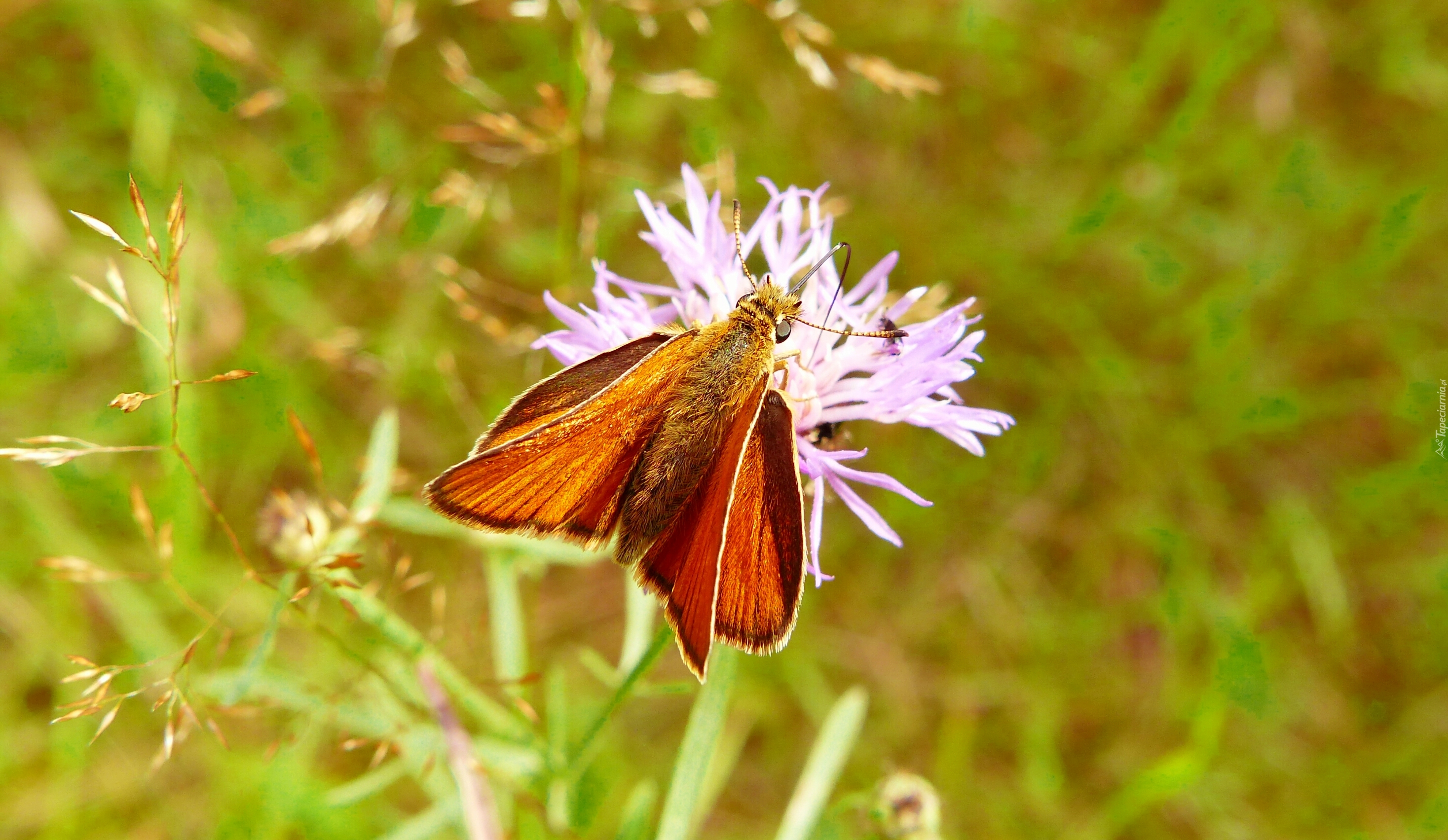 Motyl, Karłątek kniejnik, Kwiat