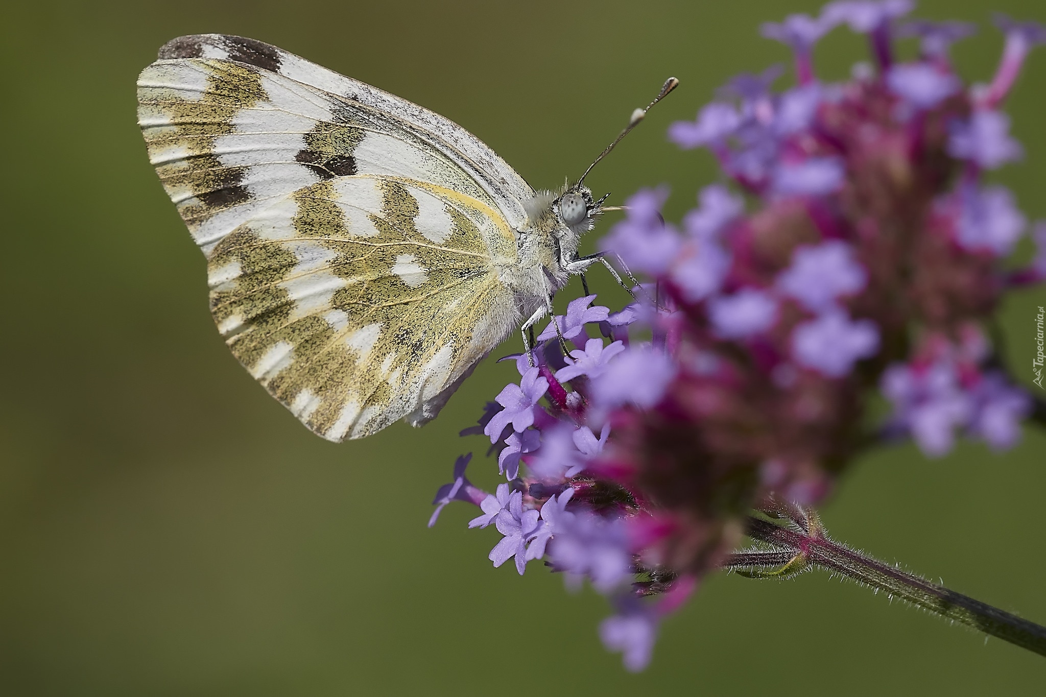 Motyl, Fioletowy, Kwiat, Makro