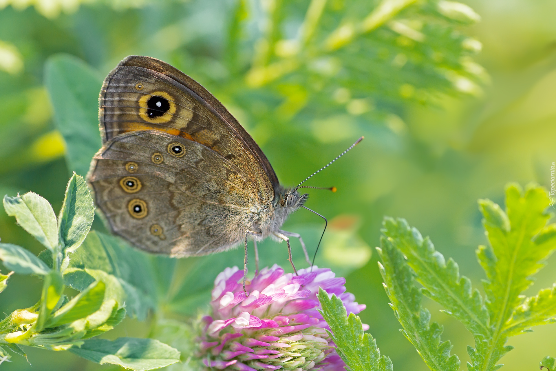 Motyl, Kwiat, Koniczyna, Liście