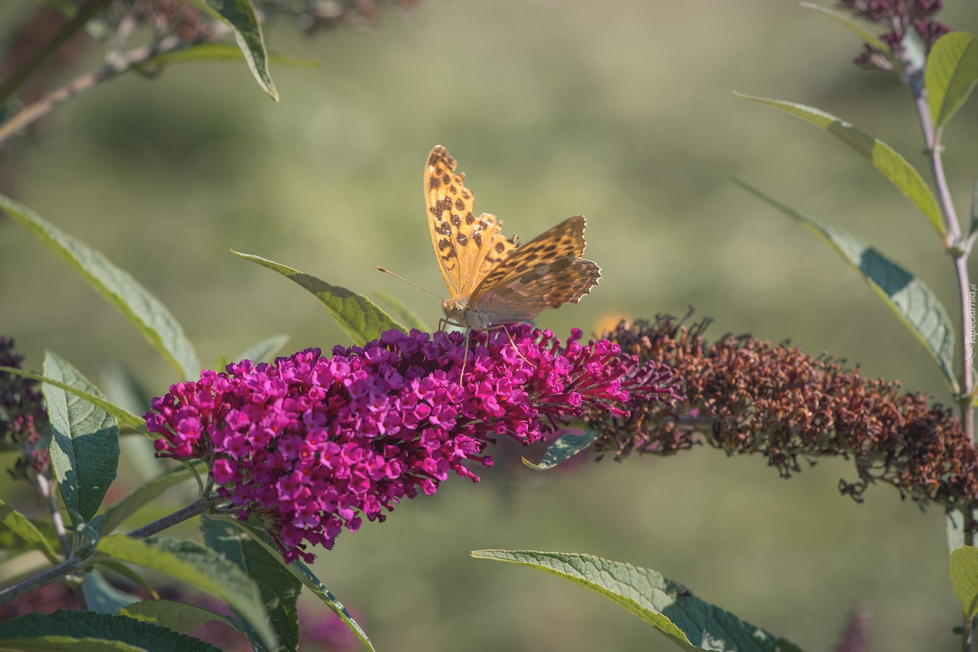 Kwiat, Różowa, Budleja, Motyl