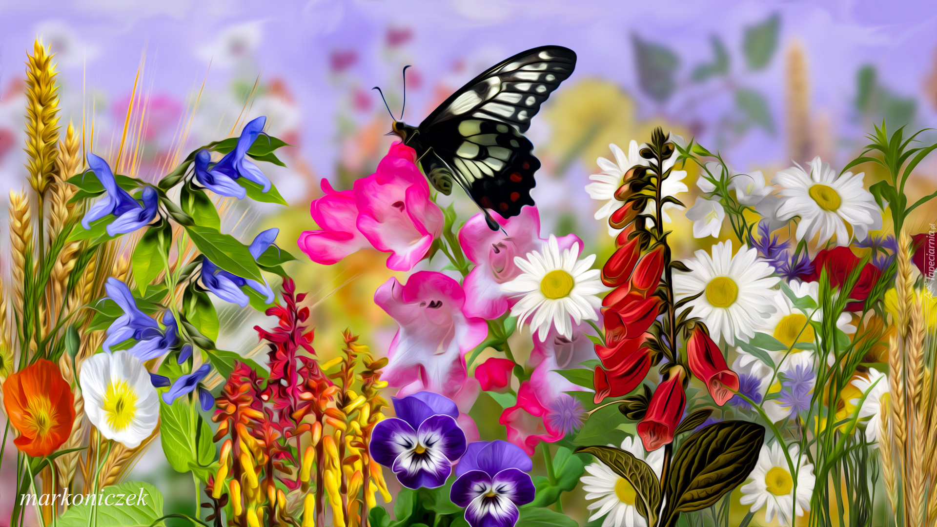 Kwiaty, Czarny, Motyl, Grafika