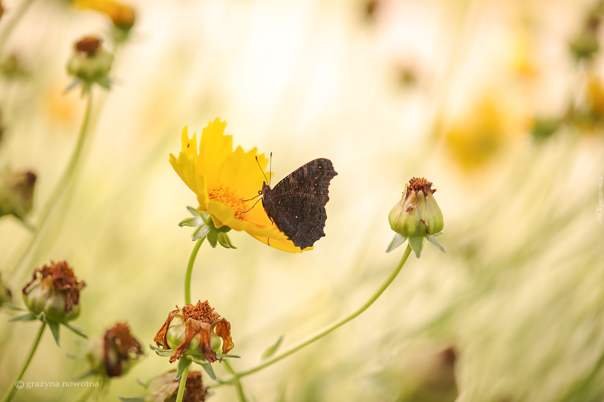 Motyl, Żółty, Kwiat, Nachyłek