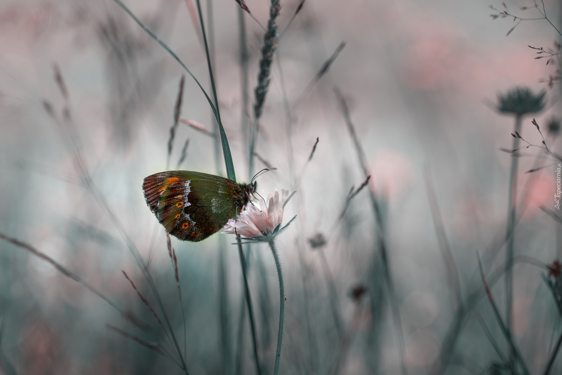 Motyl, Kwiat, Zbliżenie