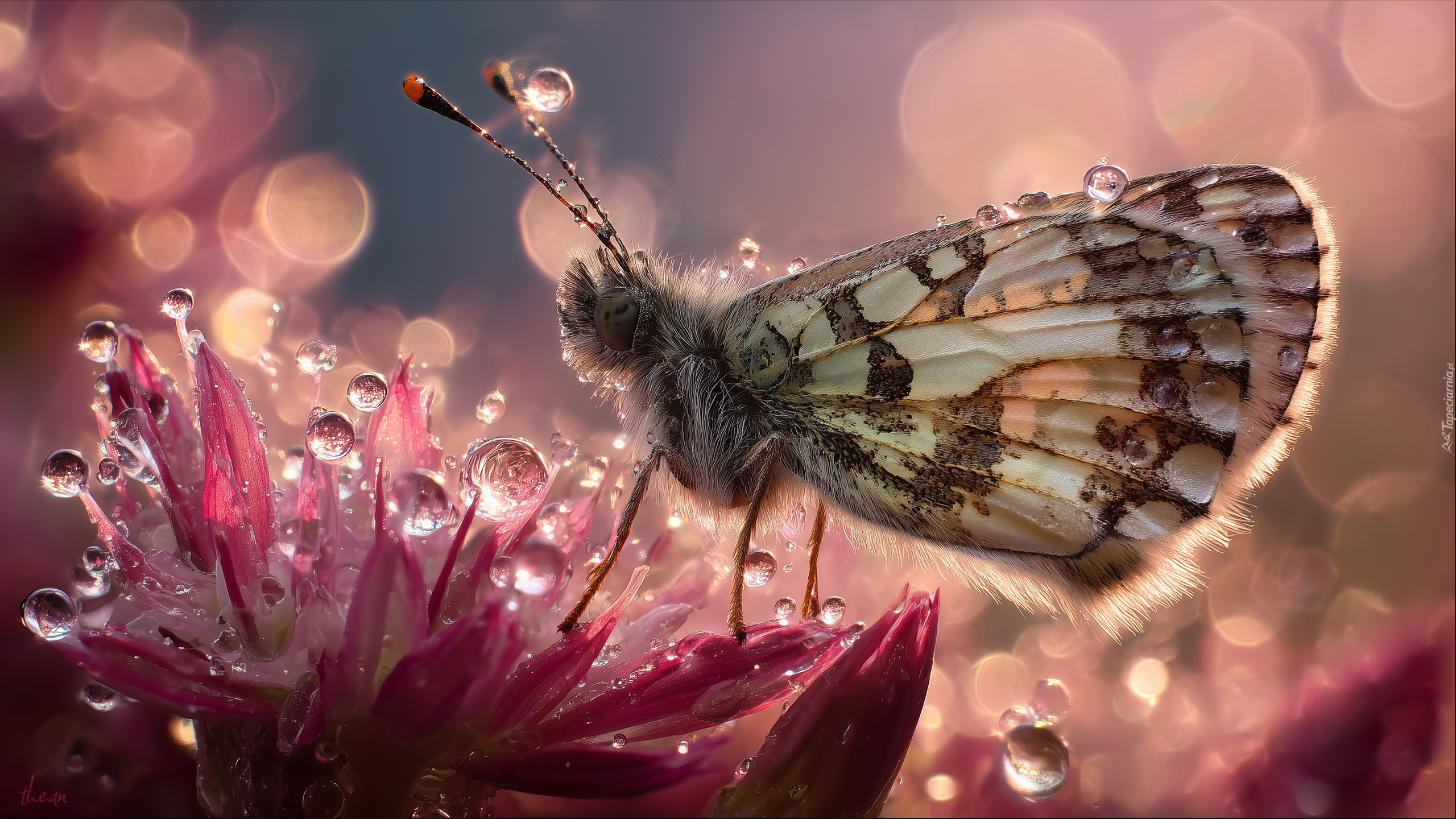 Motyl, Owad, Kwiat, Krople, Grafika AI