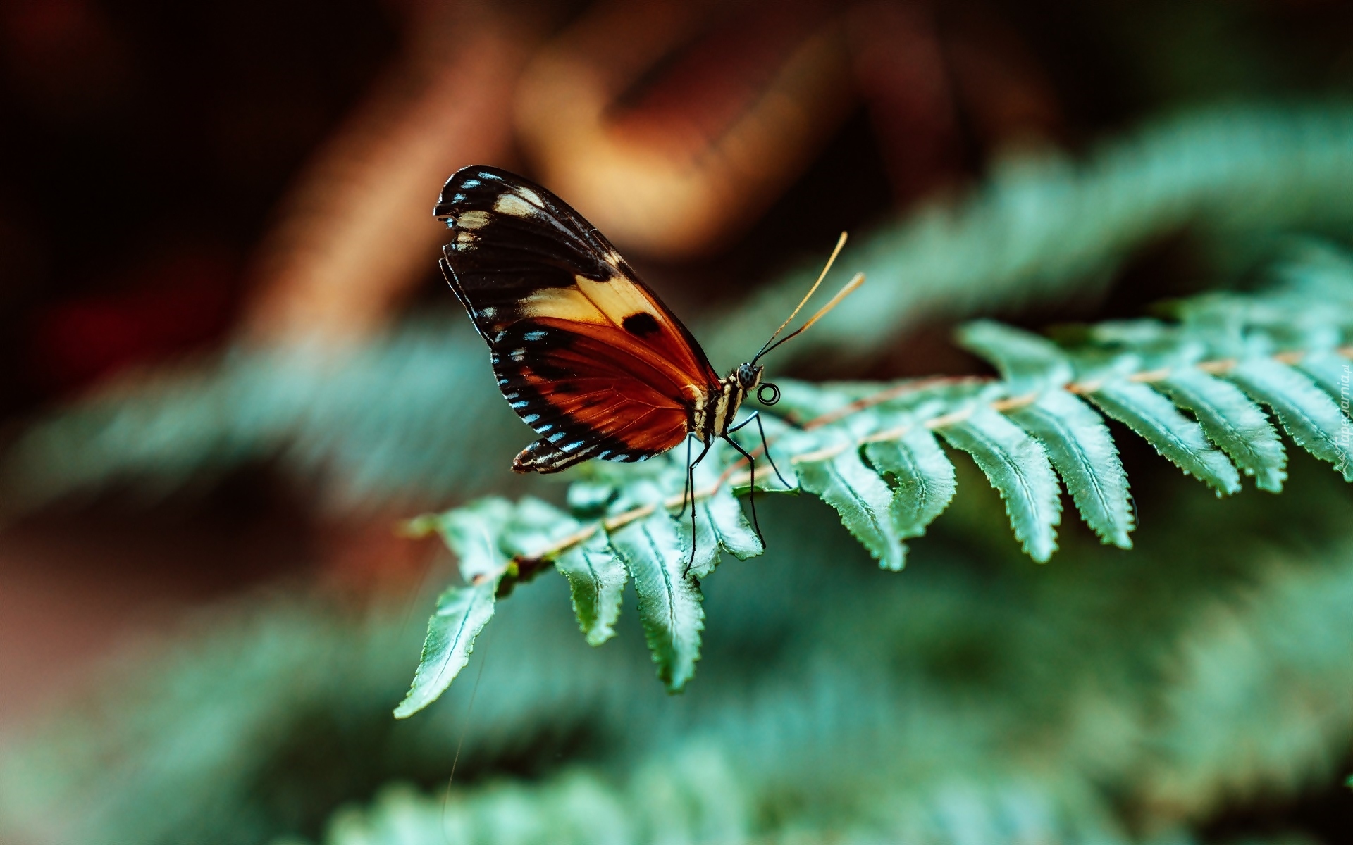 Liść, Paproć, Motyl