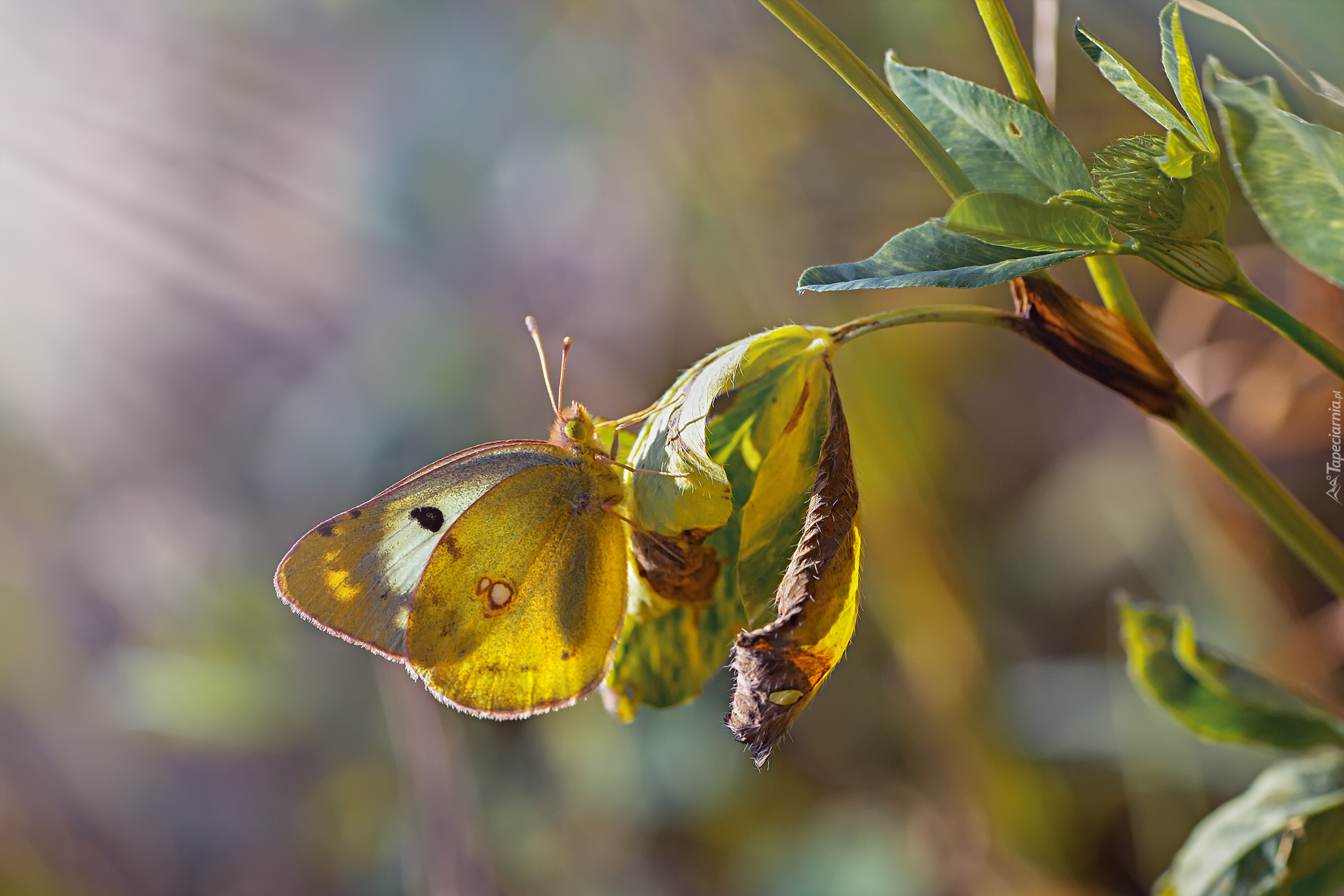 Motyl, Liście, Roślina, Światło, Rozmyte, Tło