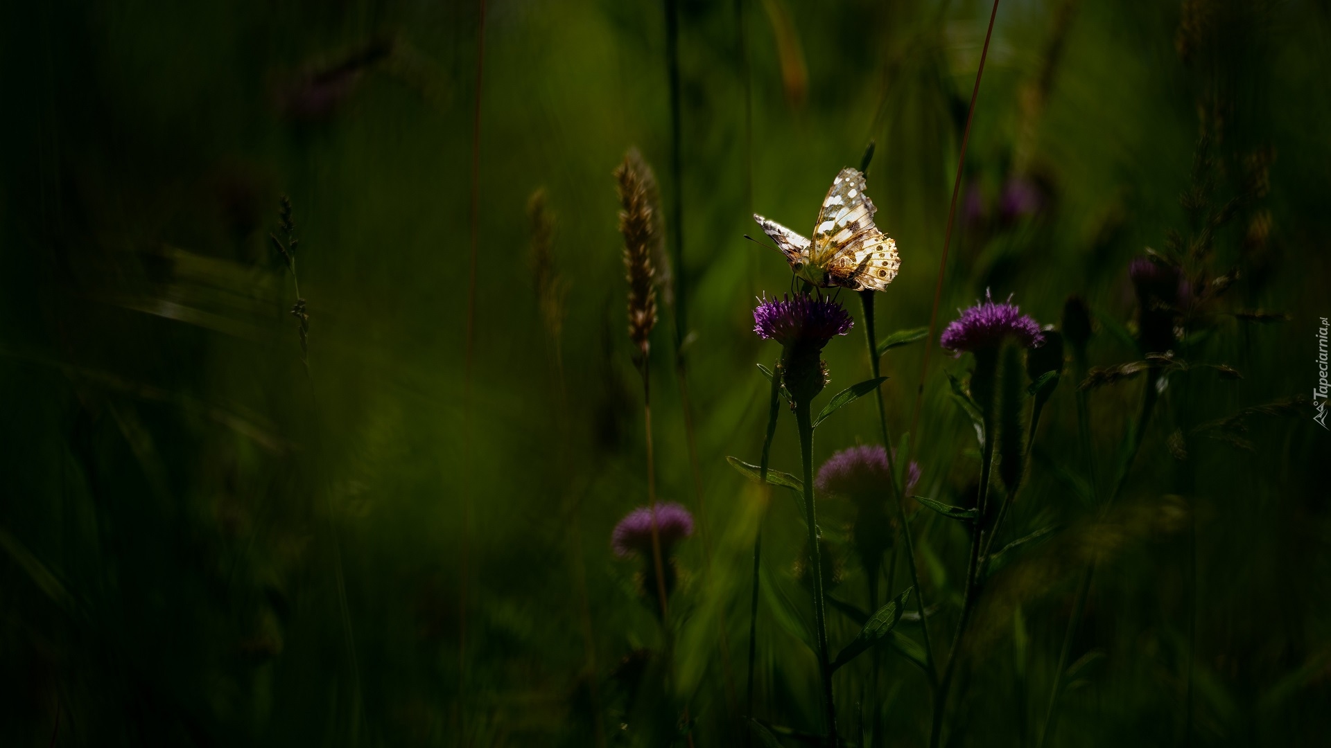 Kwiaty, Ostrożeń, Motyl