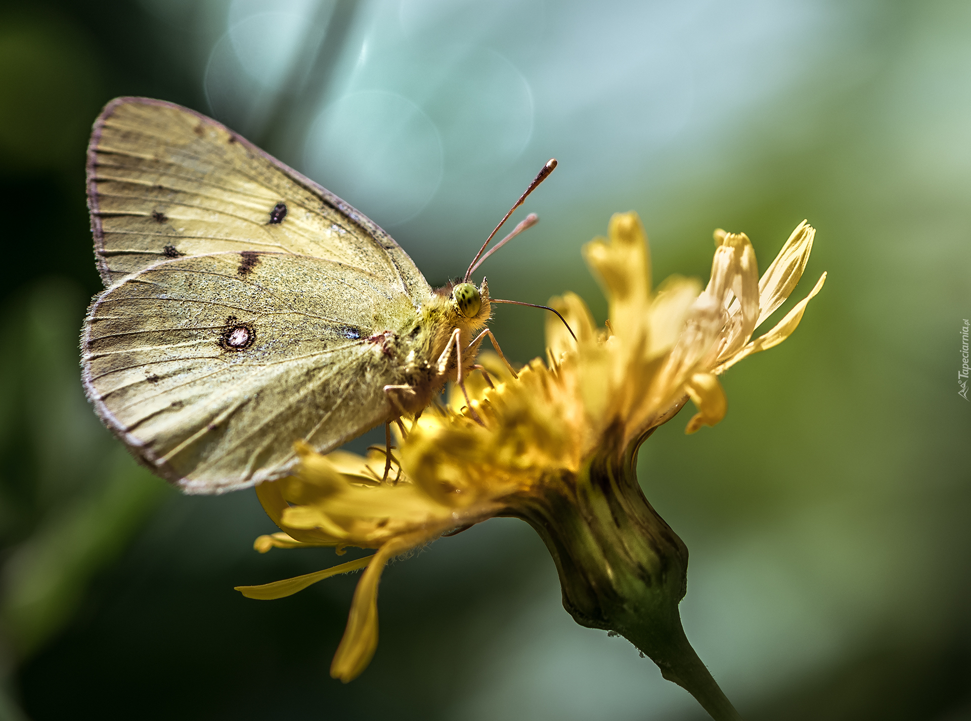 Żółty, Motyl, Żółty, Kwiat