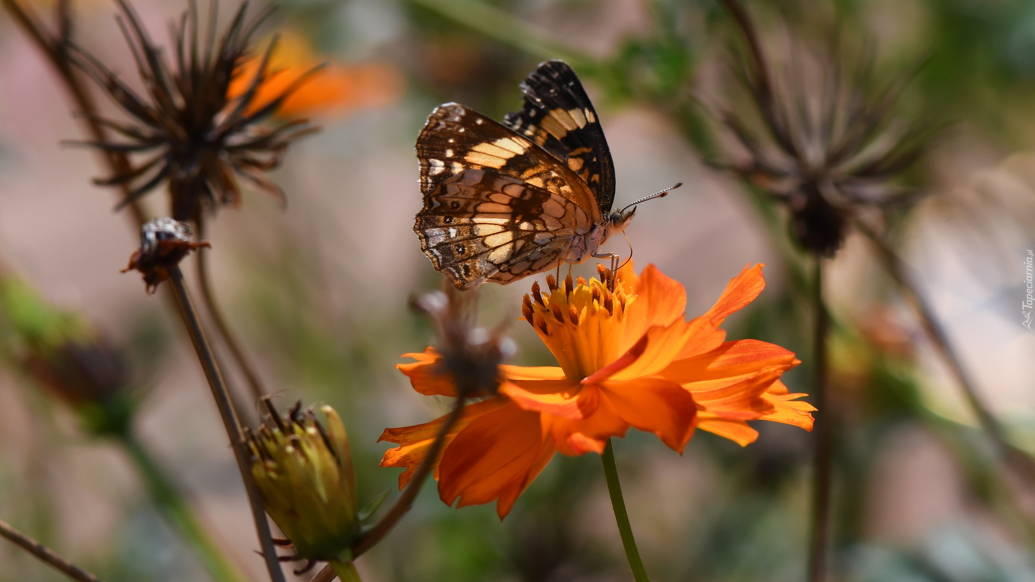 Motyl, Pomarańczowy, Kwiat